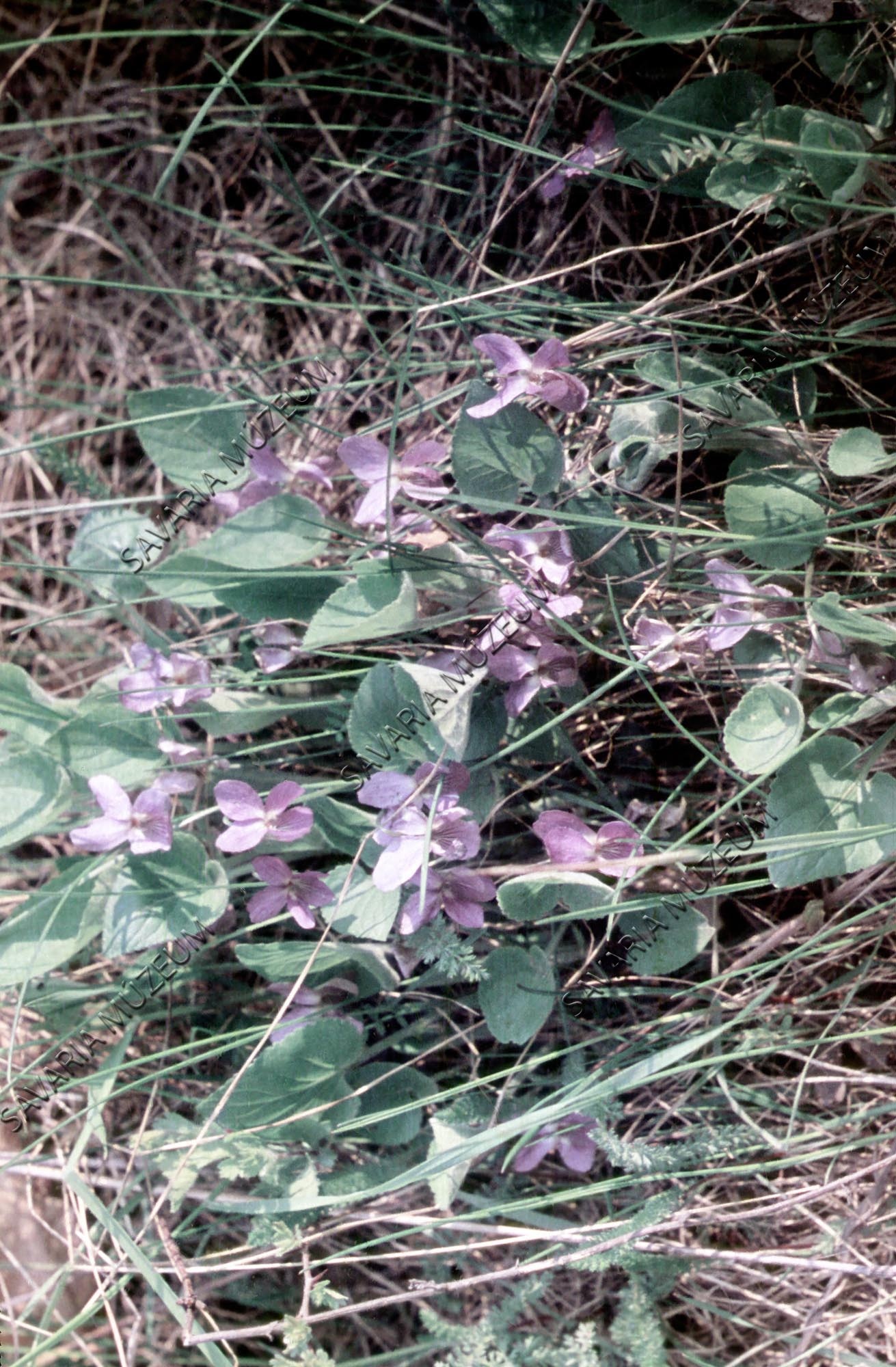 Viola odorata (Savaria Megyei Hatókörű Városi Múzeum, Szombathely CC BY-NC-SA)