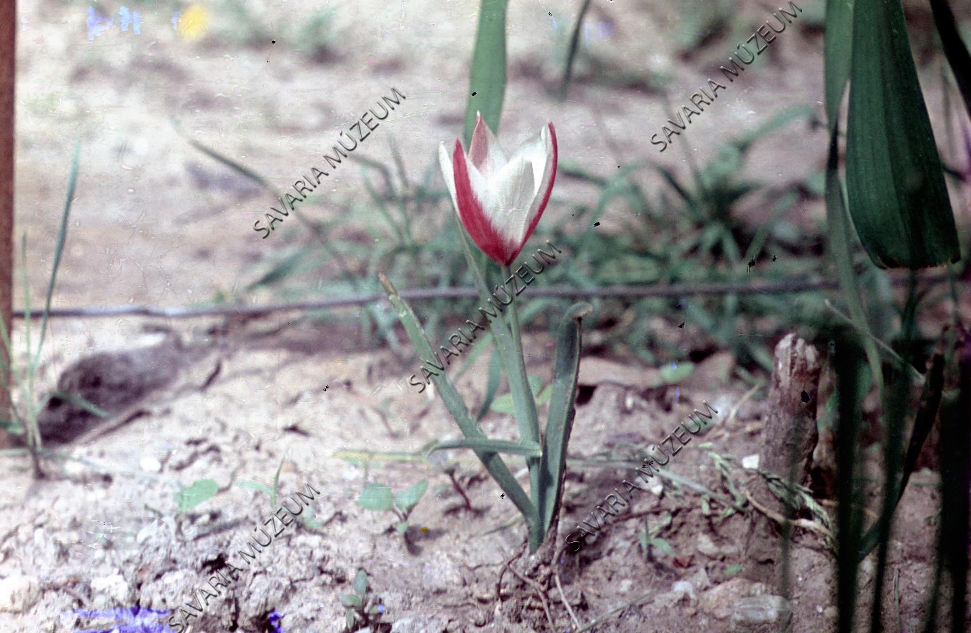 Tulipa clusiana (Savaria Megyei Hatókörű Városi Múzeum, Szombathely CC BY-NC-SA)