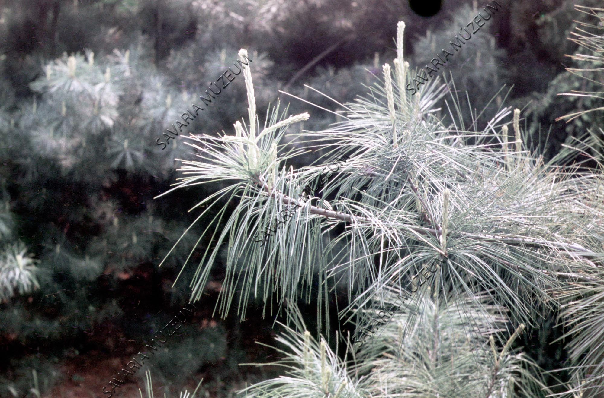 Pinus griffithii (Savaria Megyei Hatókörű Városi Múzeum, Szombathely CC BY-NC-SA)