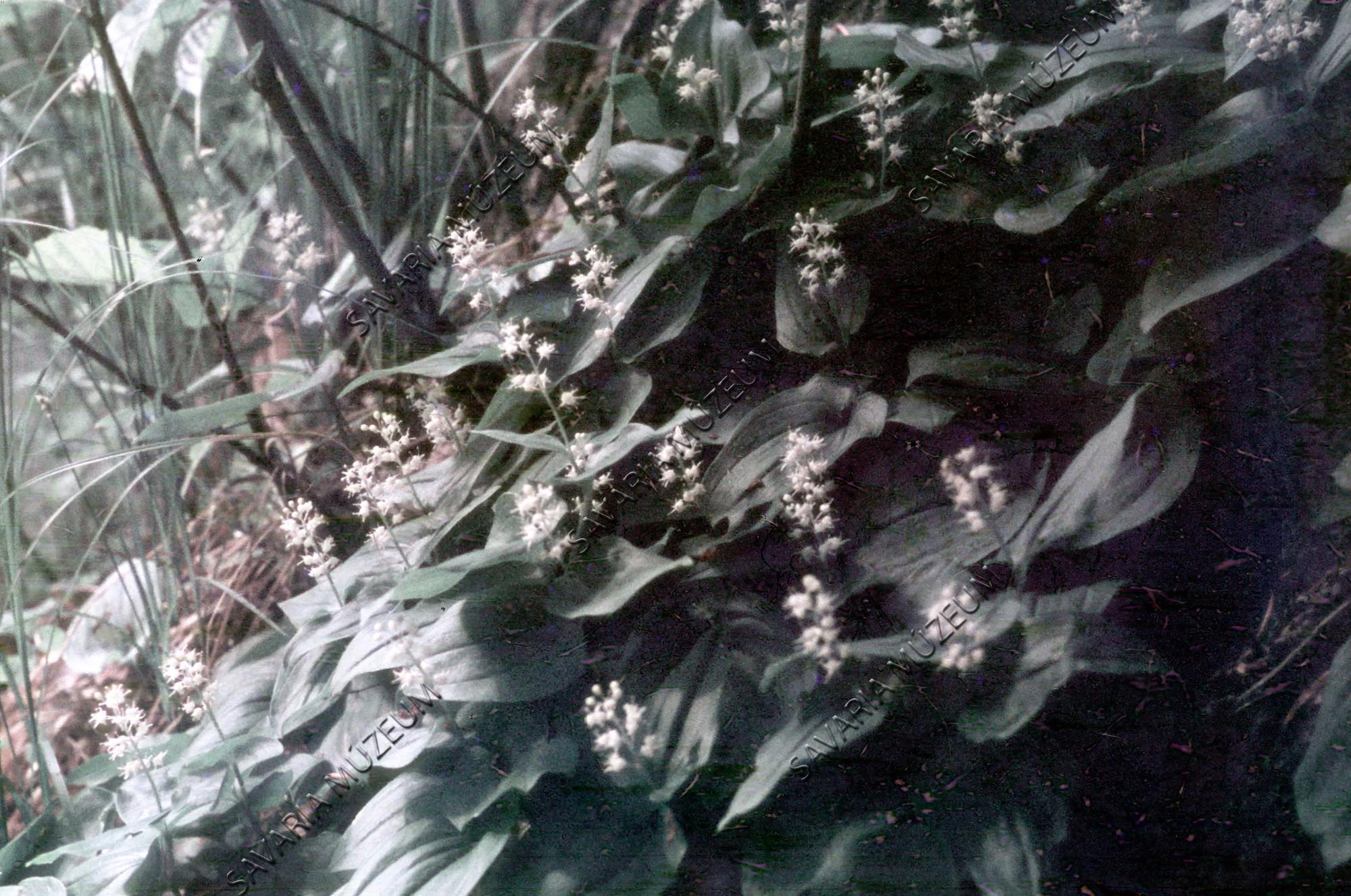 Majanthemum bifolium (Savaria Megyei Hatókörű Városi Múzeum, Szombathely CC BY-NC-SA)