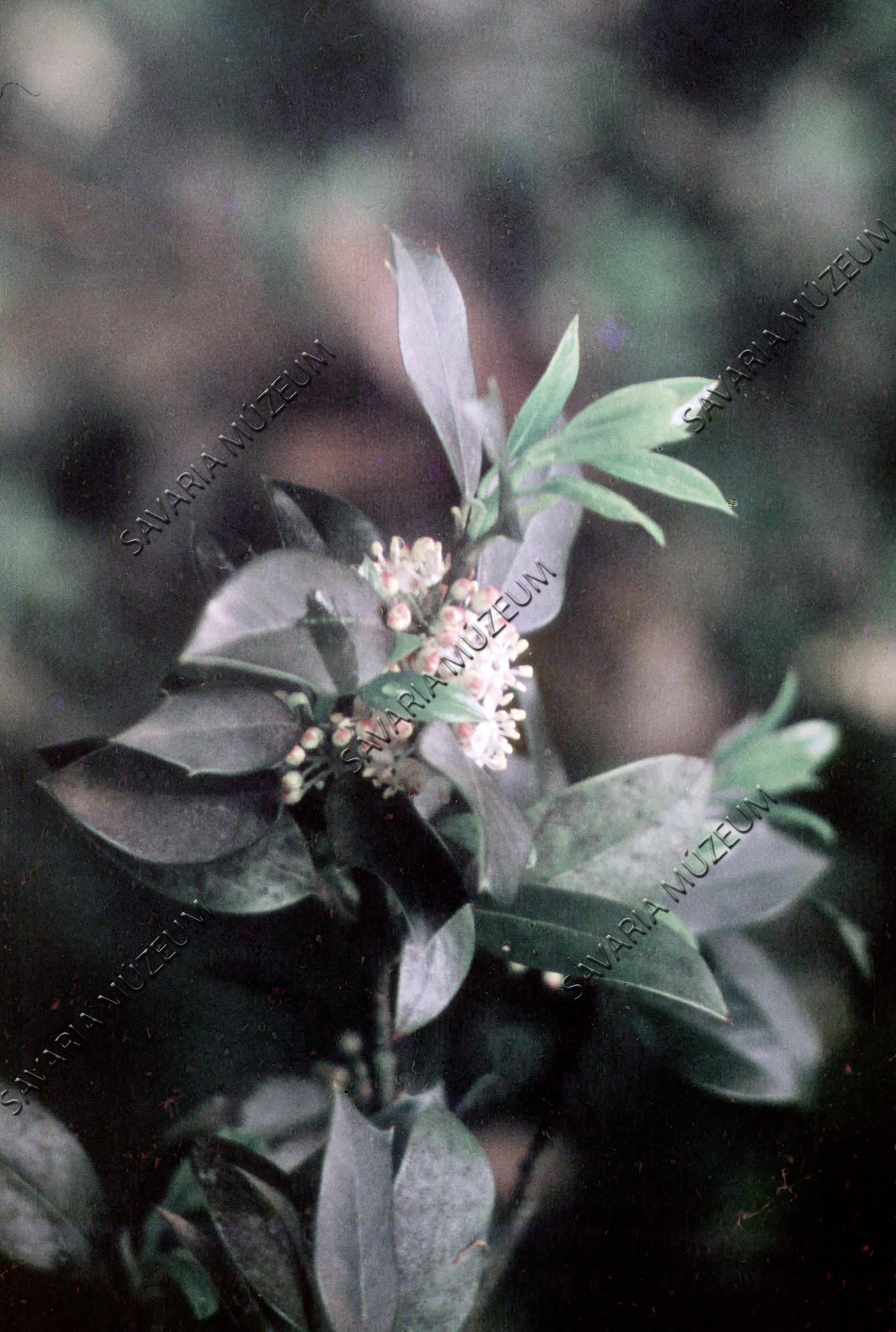 Ilex virágzó ága (Savaria Megyei Hatókörű Városi Múzeum, Szombathely CC BY-NC-SA)