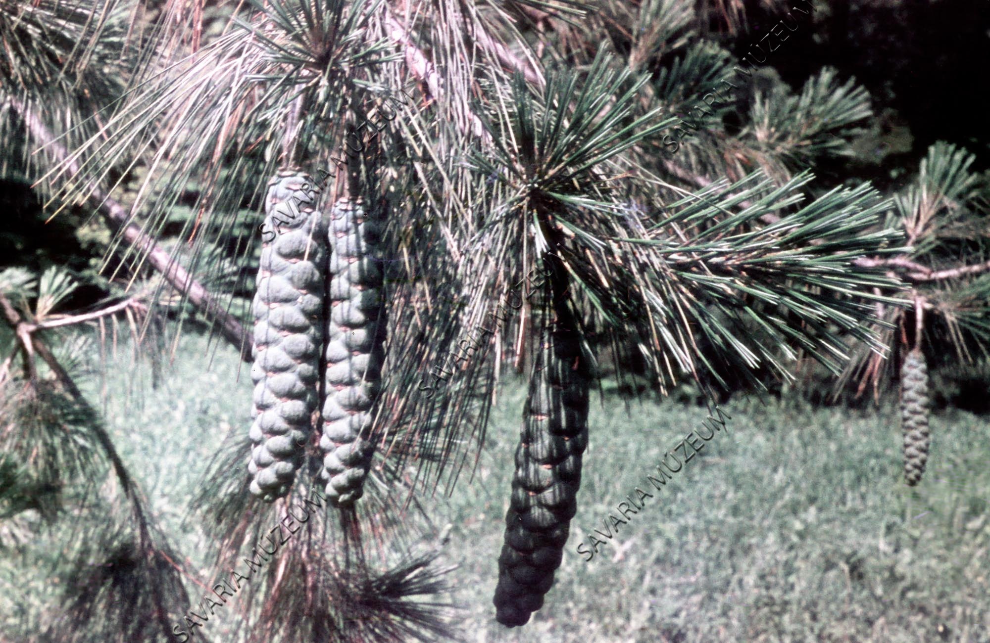 Pinus griffithi (Savaria Megyei Hatókörű Városi Múzeum, Szombathely CC BY-NC-SA)