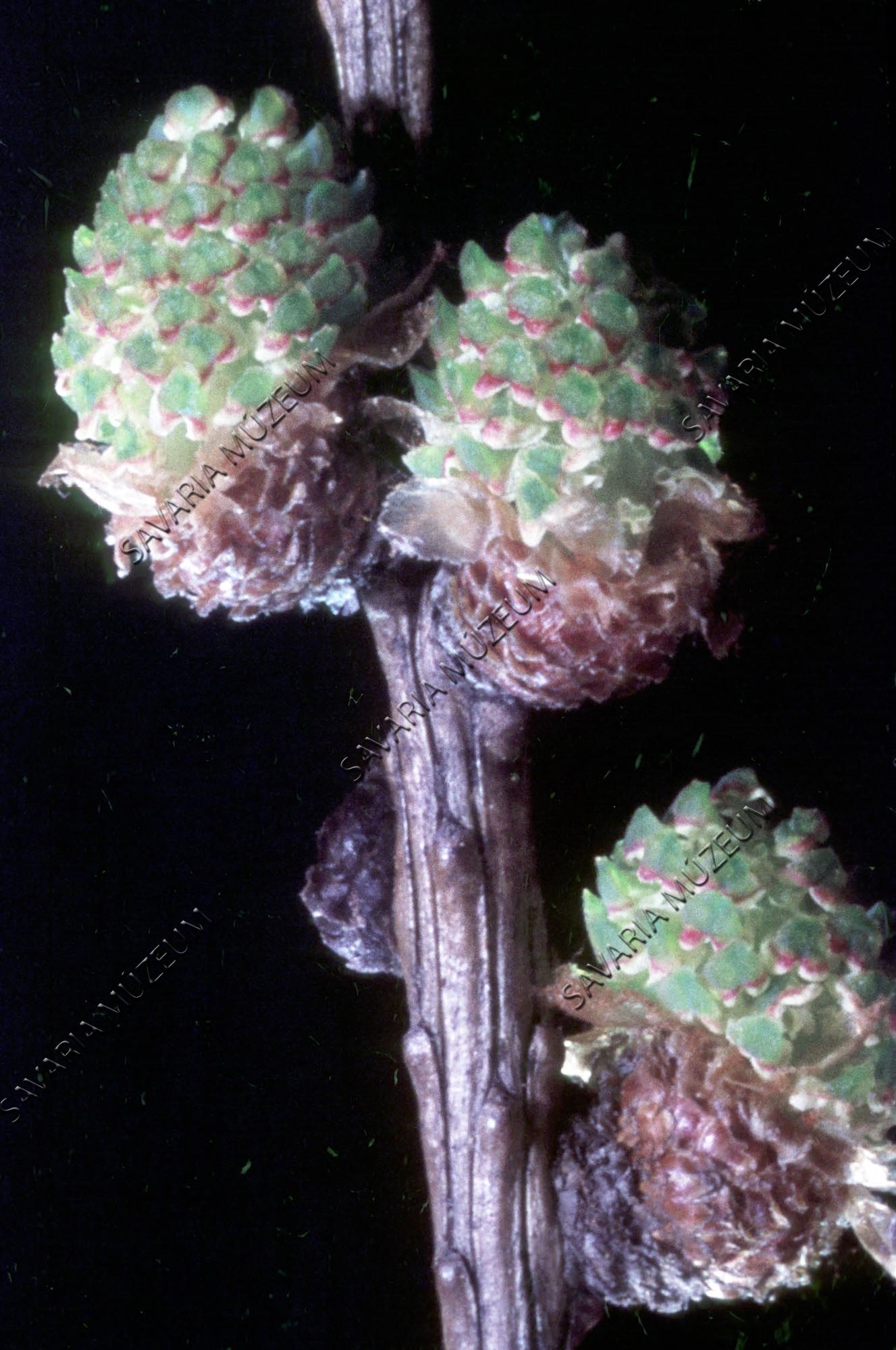 Larix europaea ♂ virágzat (Savaria Megyei Hatókörű Városi Múzeum, Szombathely CC BY-NC-SA)