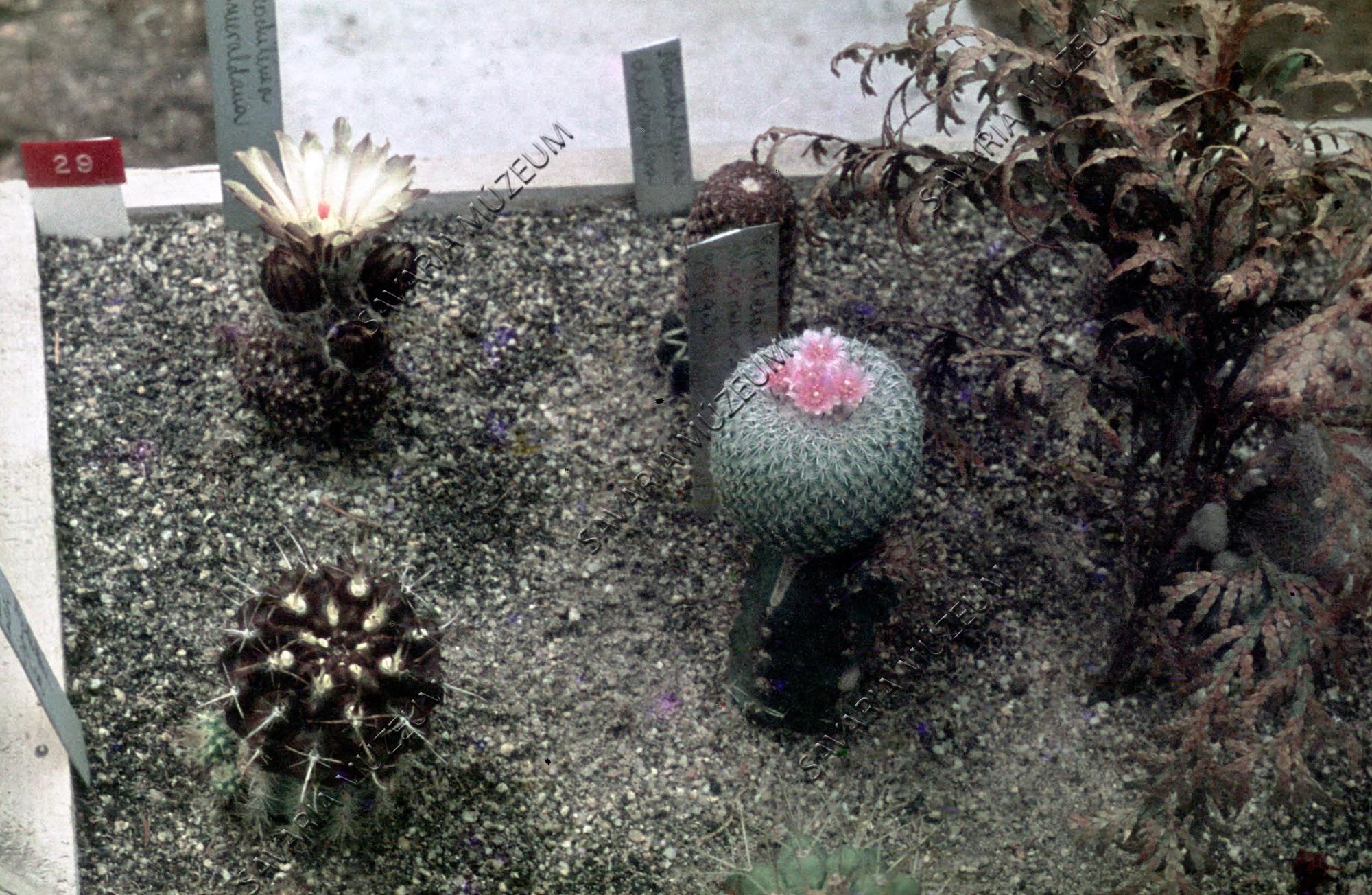 Virágzó kaktuszok (Savaria Megyei Hatókörű Városi Múzeum, Szombathely CC BY-NC-SA)
