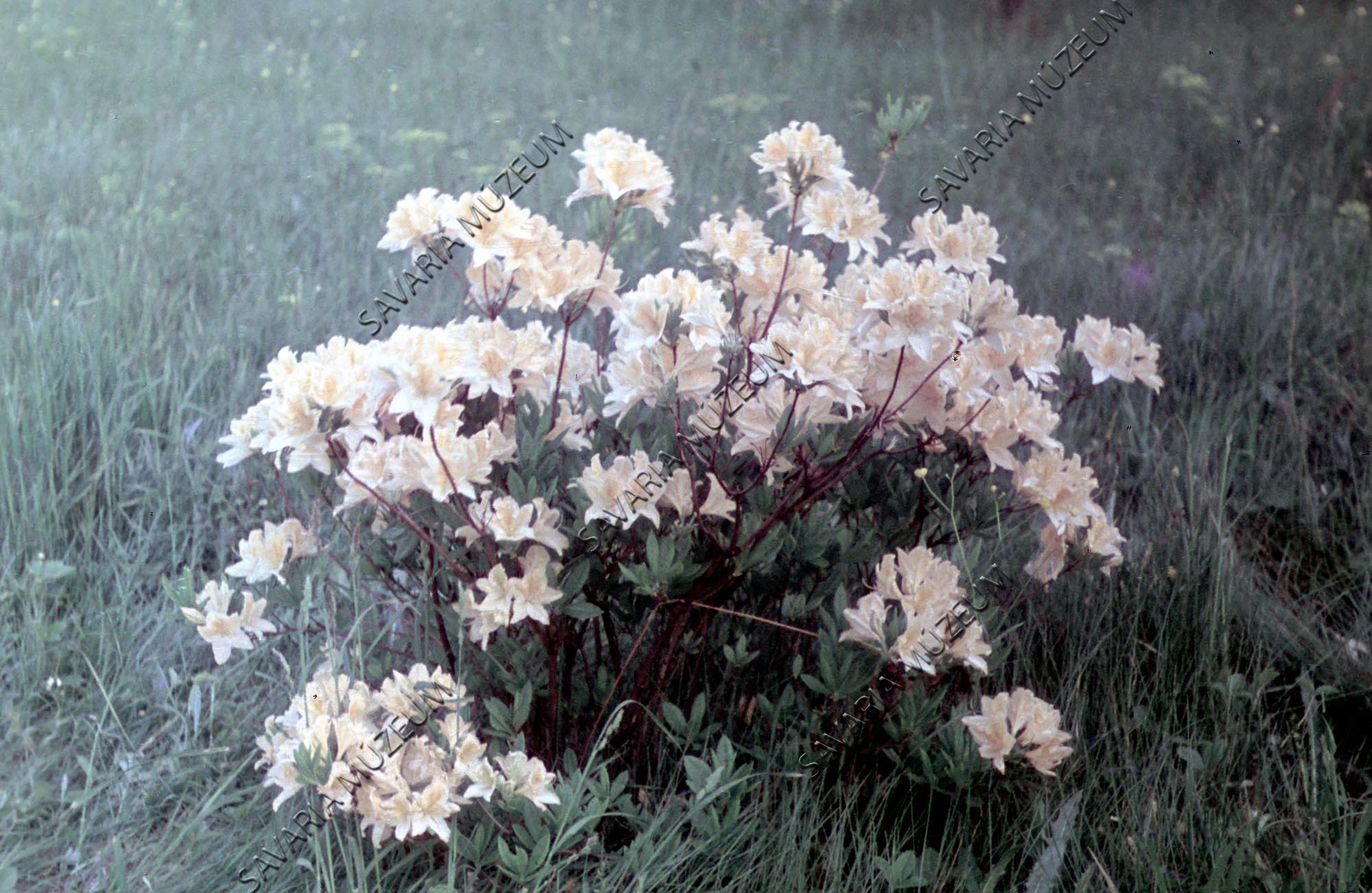 Rhododendron ponticum (Savaria Megyei Hatókörű Városi Múzeum, Szombathely CC BY-NC-SA)
