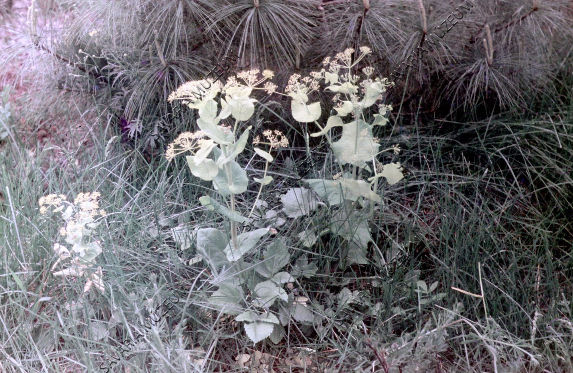 Smyrnium perfoliatum (Savaria Megyei Hatókörű Városi Múzeum, Szombathely CC BY-NC-SA)