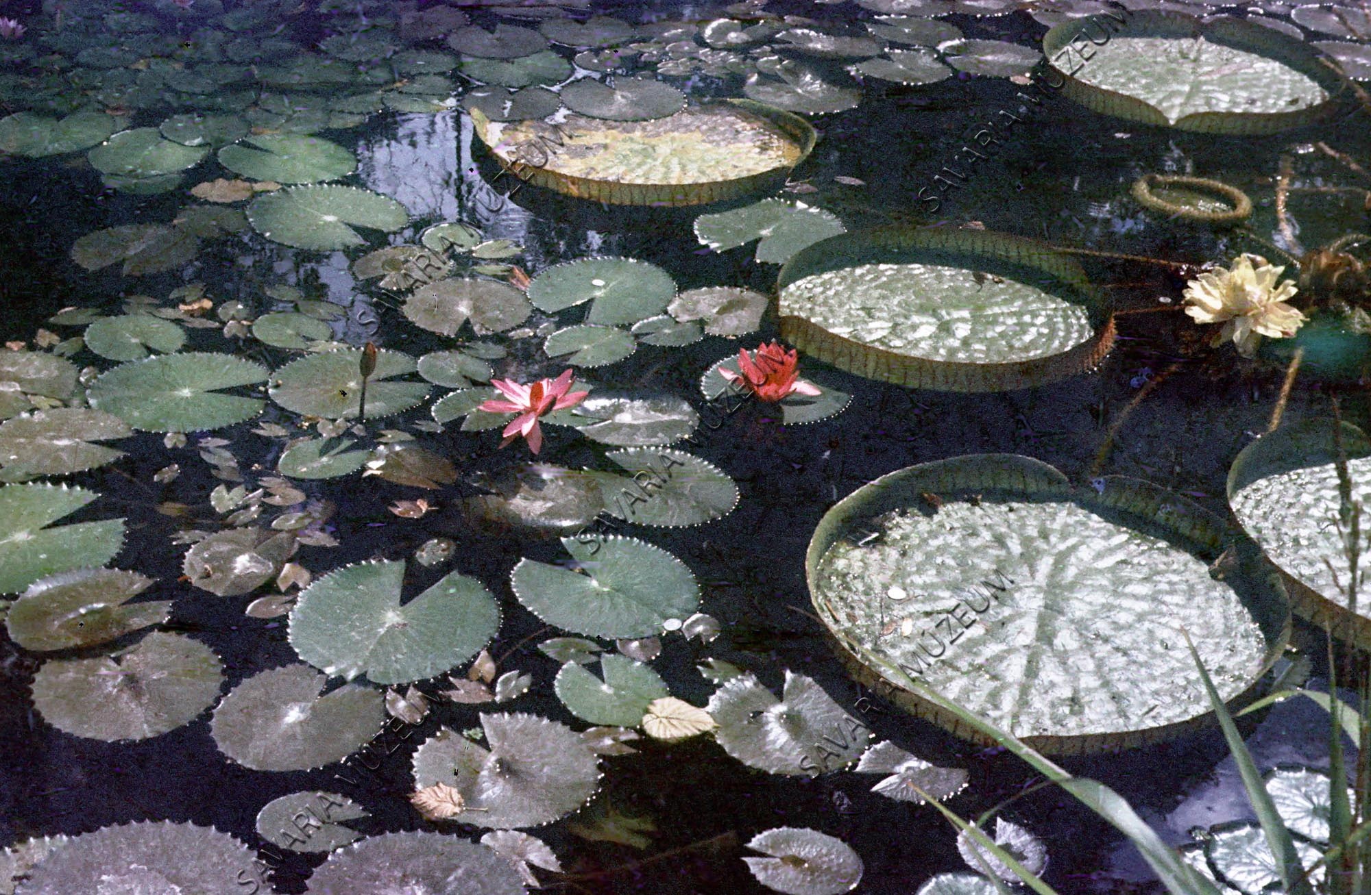 Virágzó Nymphaea és Victoria (Savaria Megyei Hatókörű Városi Múzeum, Szombathely CC BY-NC-SA)