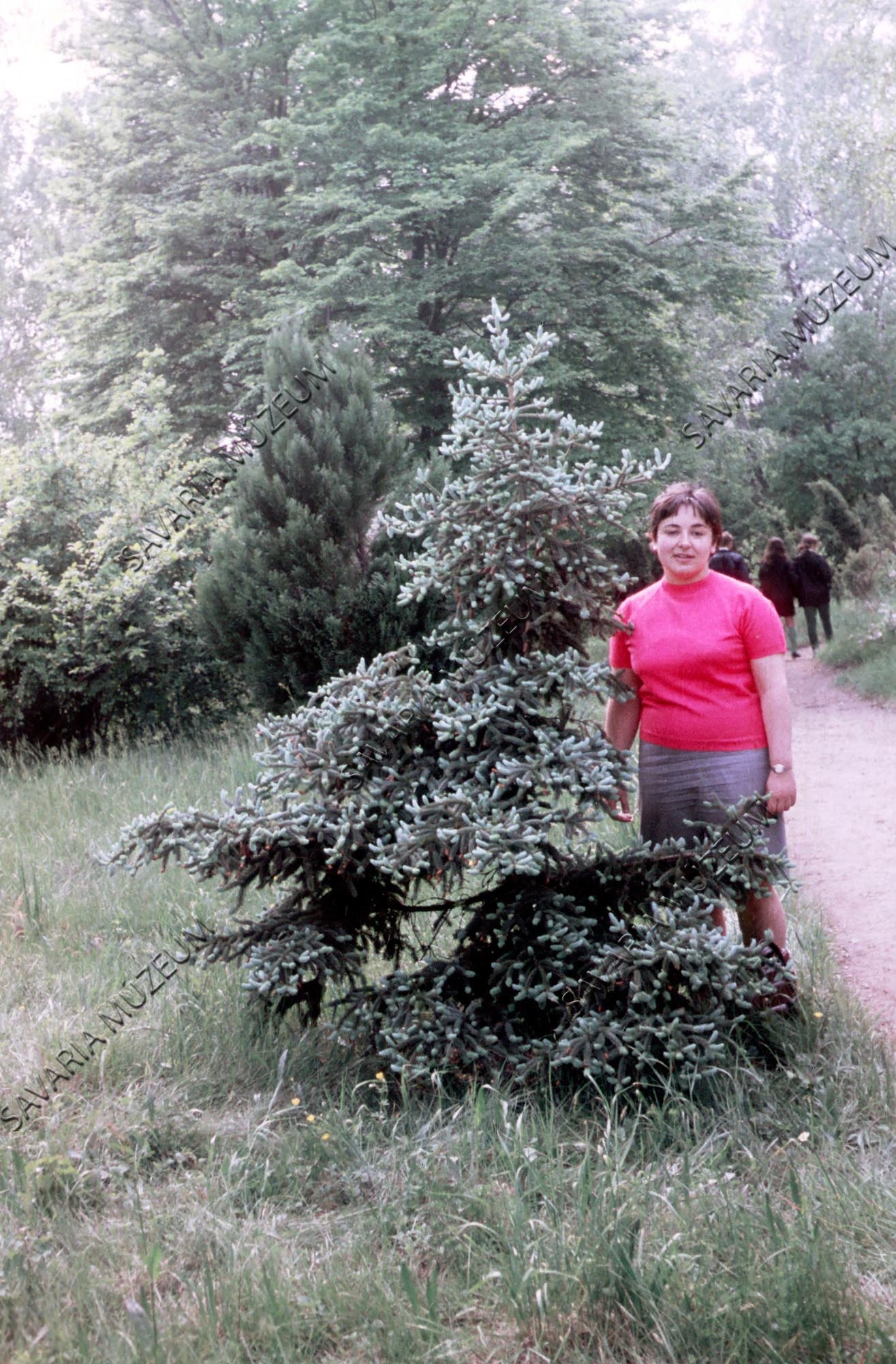 Picea (Savaria Megyei Hatókörű Városi Múzeum, Szombathely CC BY-NC-SA)