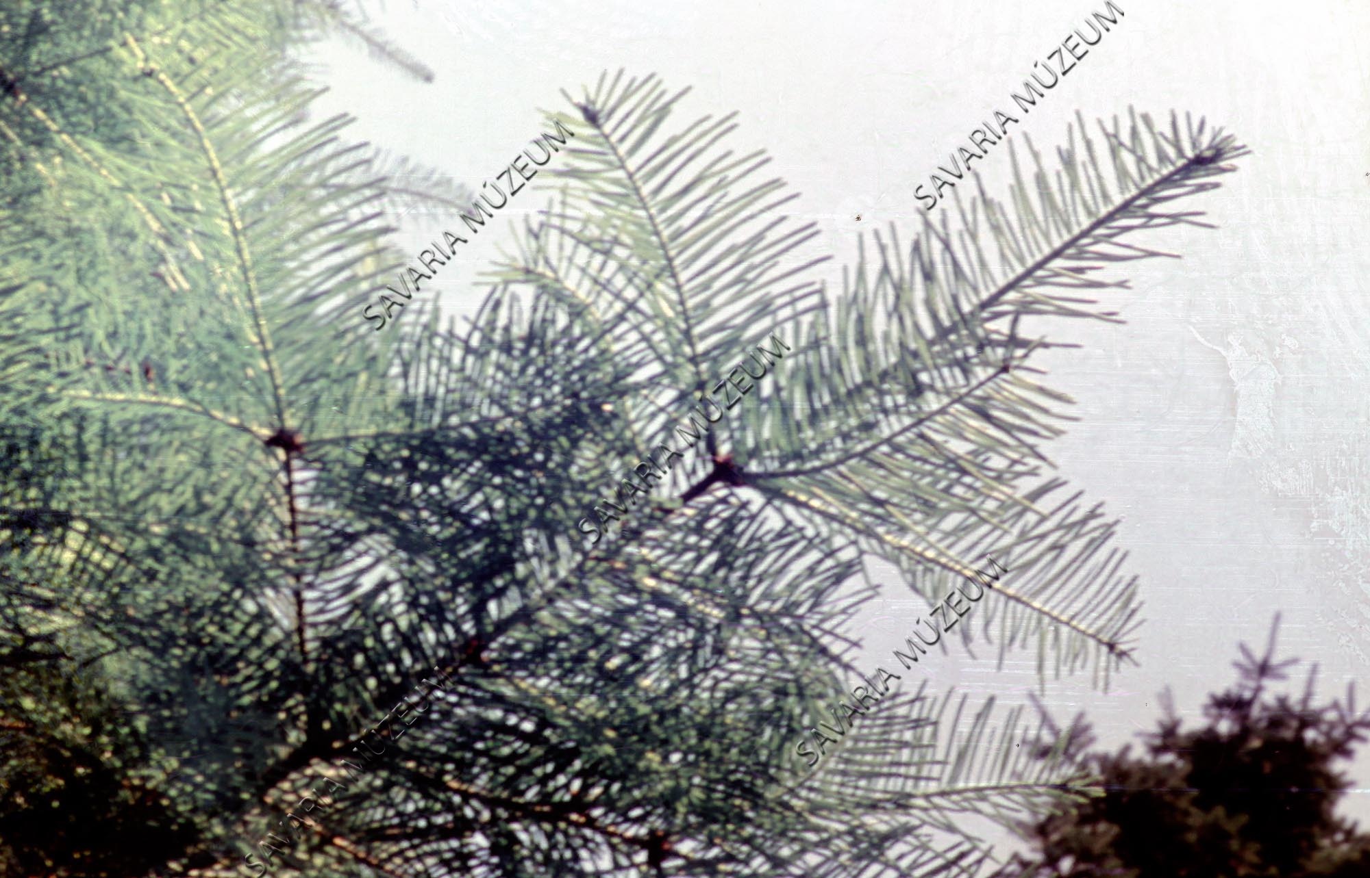 Abies concolor (Savaria Megyei Hatókörű Városi Múzeum, Szombathely CC BY-NC-SA)