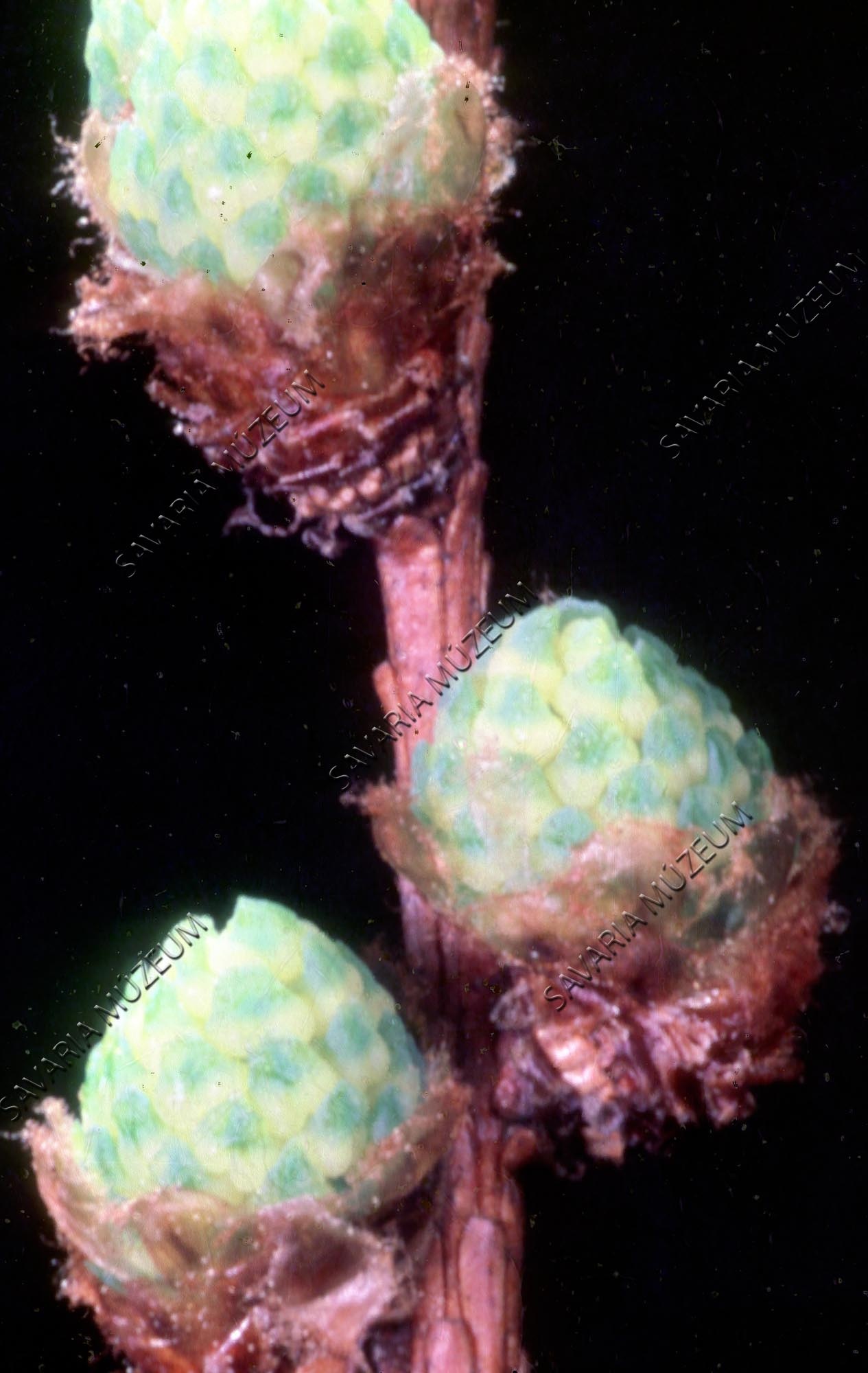 Larix leptolepis ♂ virágzat (Savaria Megyei Hatókörű Városi Múzeum, Szombathely CC BY-NC-SA)