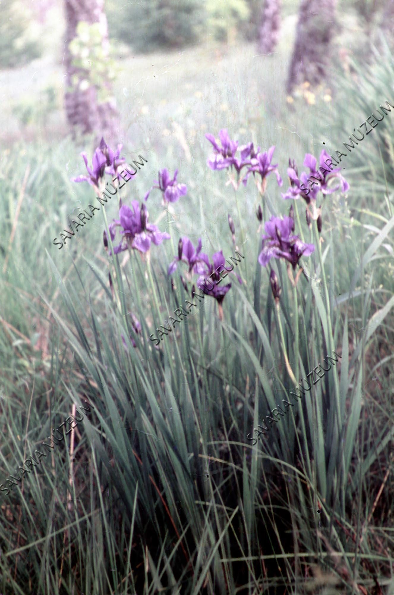 Iris sibirica (Savaria Megyei Hatókörű Városi Múzeum, Szombathely CC BY-NC-SA)