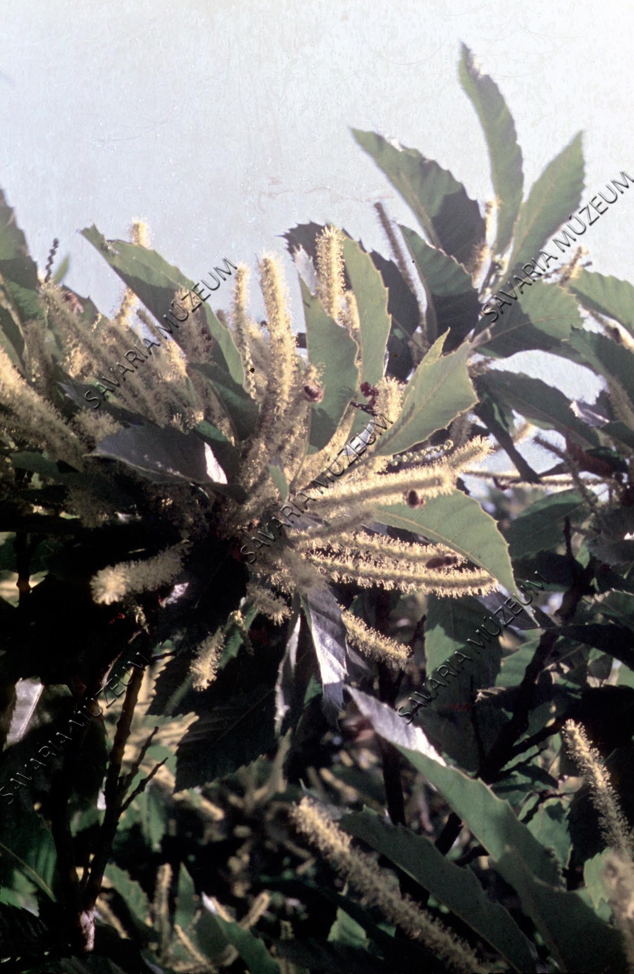 Virágzó Castanea sativa (Savaria Megyei Hatókörű Városi Múzeum, Szombathely CC BY-NC-SA)
