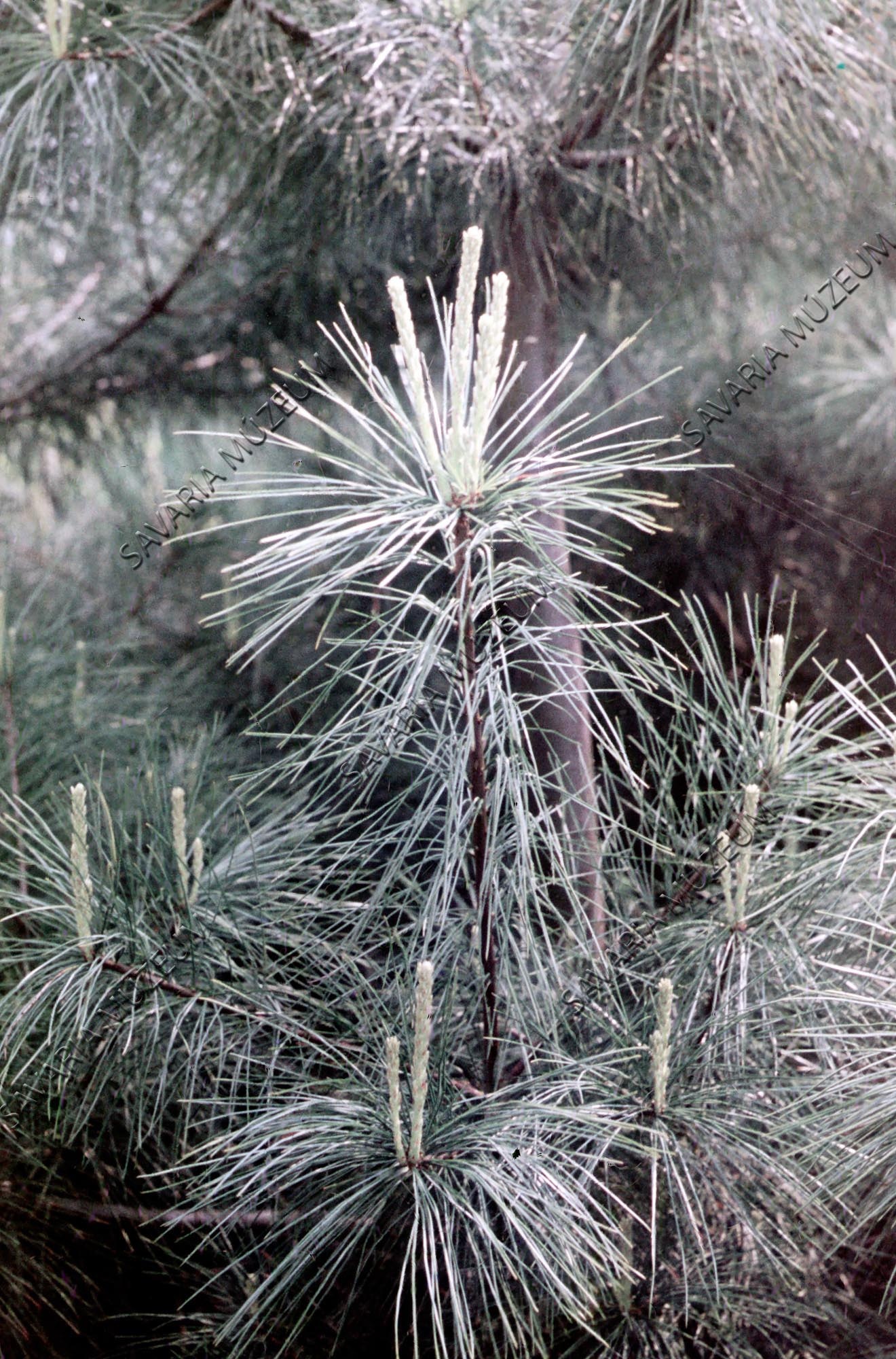 Pinus griffithii (Selyemfenyő) (Savaria Megyei Hatókörű Városi Múzeum, Szombathely CC BY-NC-SA)