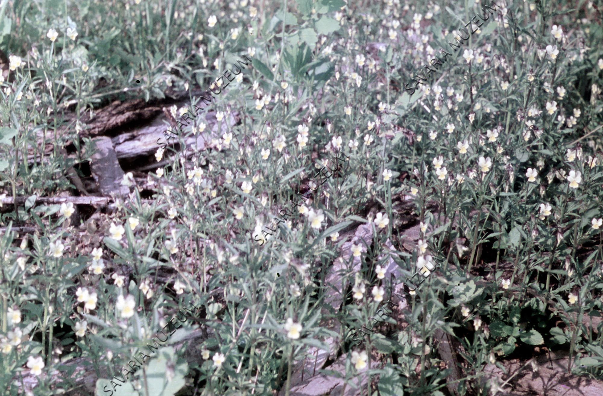 Viola arvensis (Savaria Megyei Hatókörű Városi Múzeum, Szombathely CC BY-NC-SA)