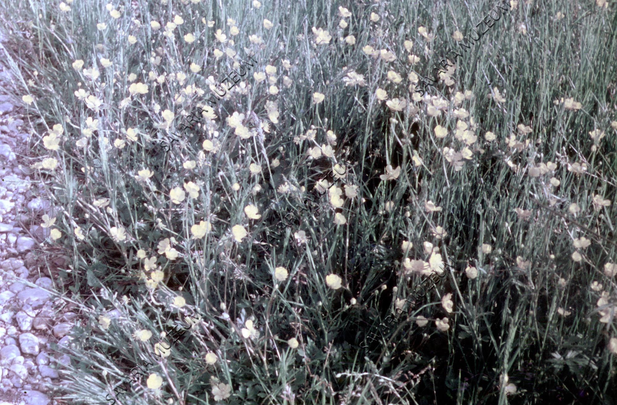 Ranunculus acer (Savaria Megyei Hatókörű Városi Múzeum, Szombathely CC BY-NC-SA)