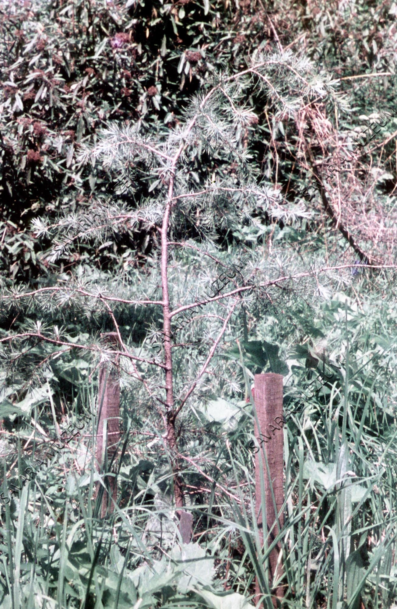 Cedrus deodara (Savaria Megyei Hatókörű Városi Múzeum, Szombathely CC BY-NC-SA)