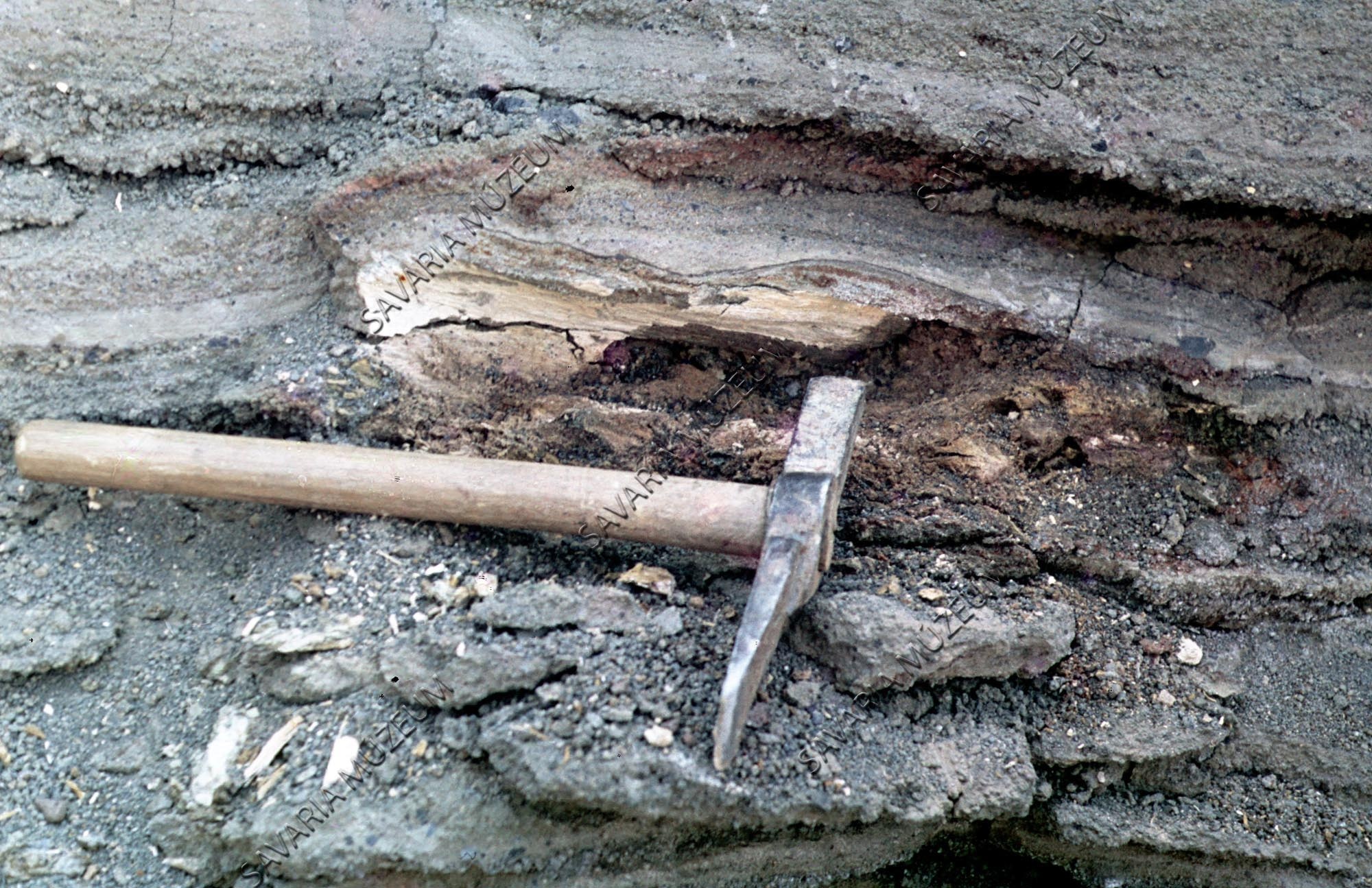 Fa kövület részlet (Savaria Megyei Hatókörű Városi Múzeum, Szombathely CC BY-NC-SA)