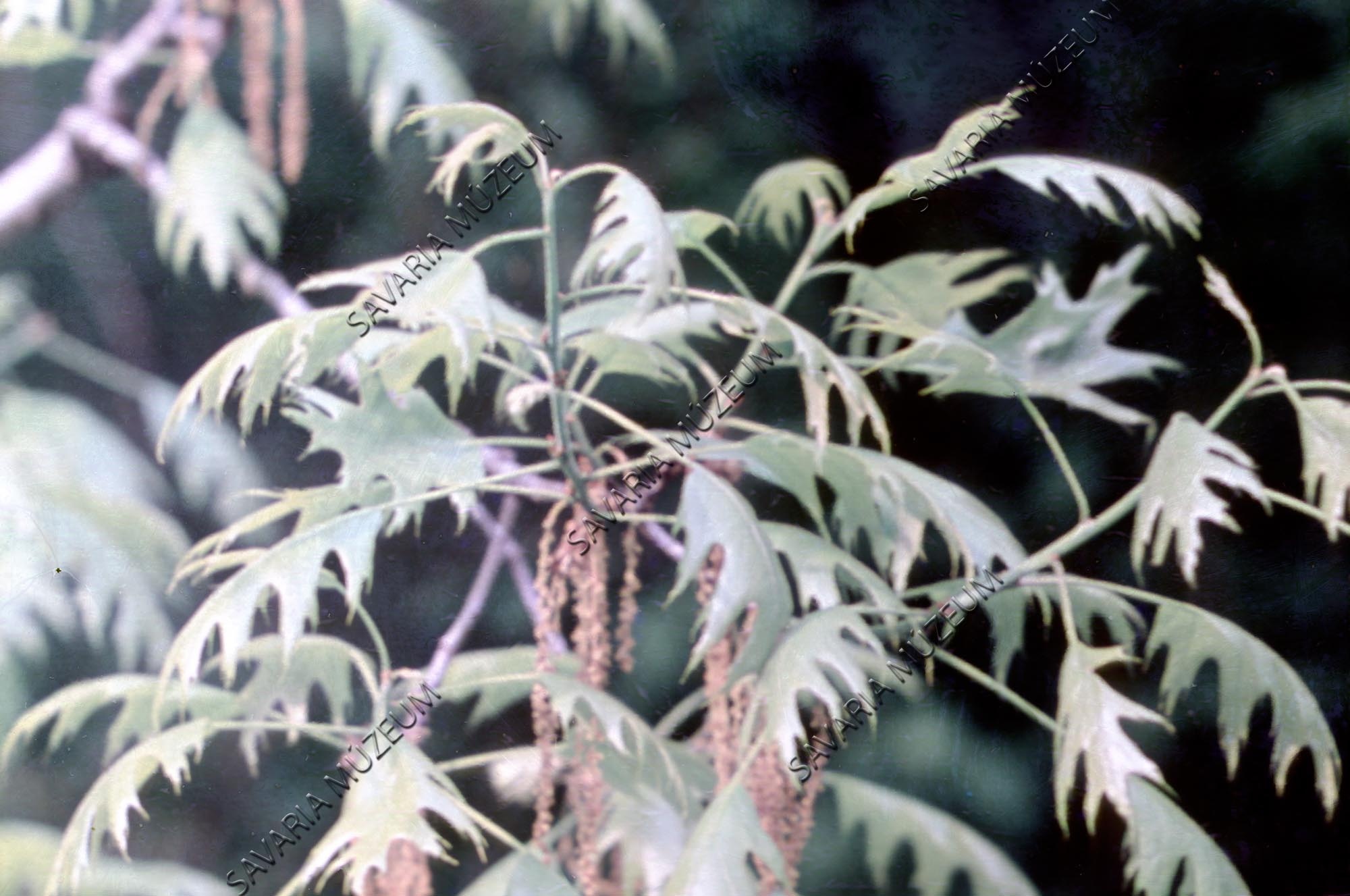 Quercus (Savaria Megyei Hatókörű Városi Múzeum, Szombathely CC BY-NC-SA)