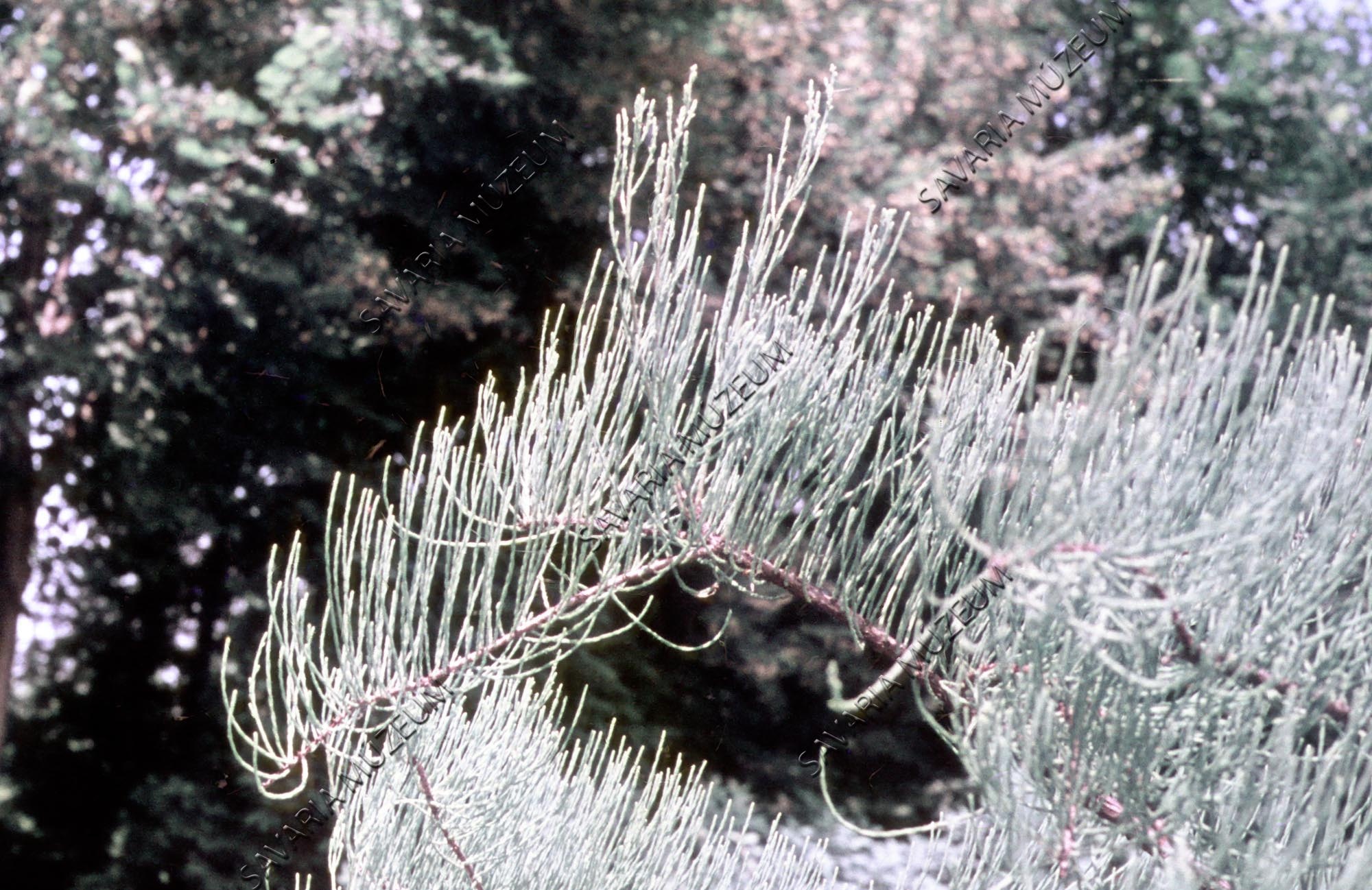 Taxodium ascendens (Savaria Megyei Hatókörű Városi Múzeum, Szombathely CC BY-NC-SA)