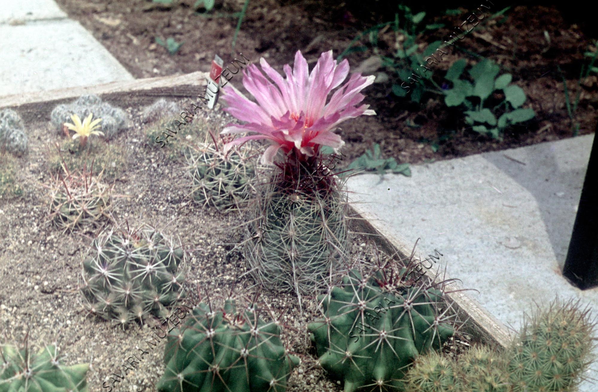 Virágzó kaktusz (Savaria Megyei Hatókörű Városi Múzeum, Szombathely CC BY-NC-SA)