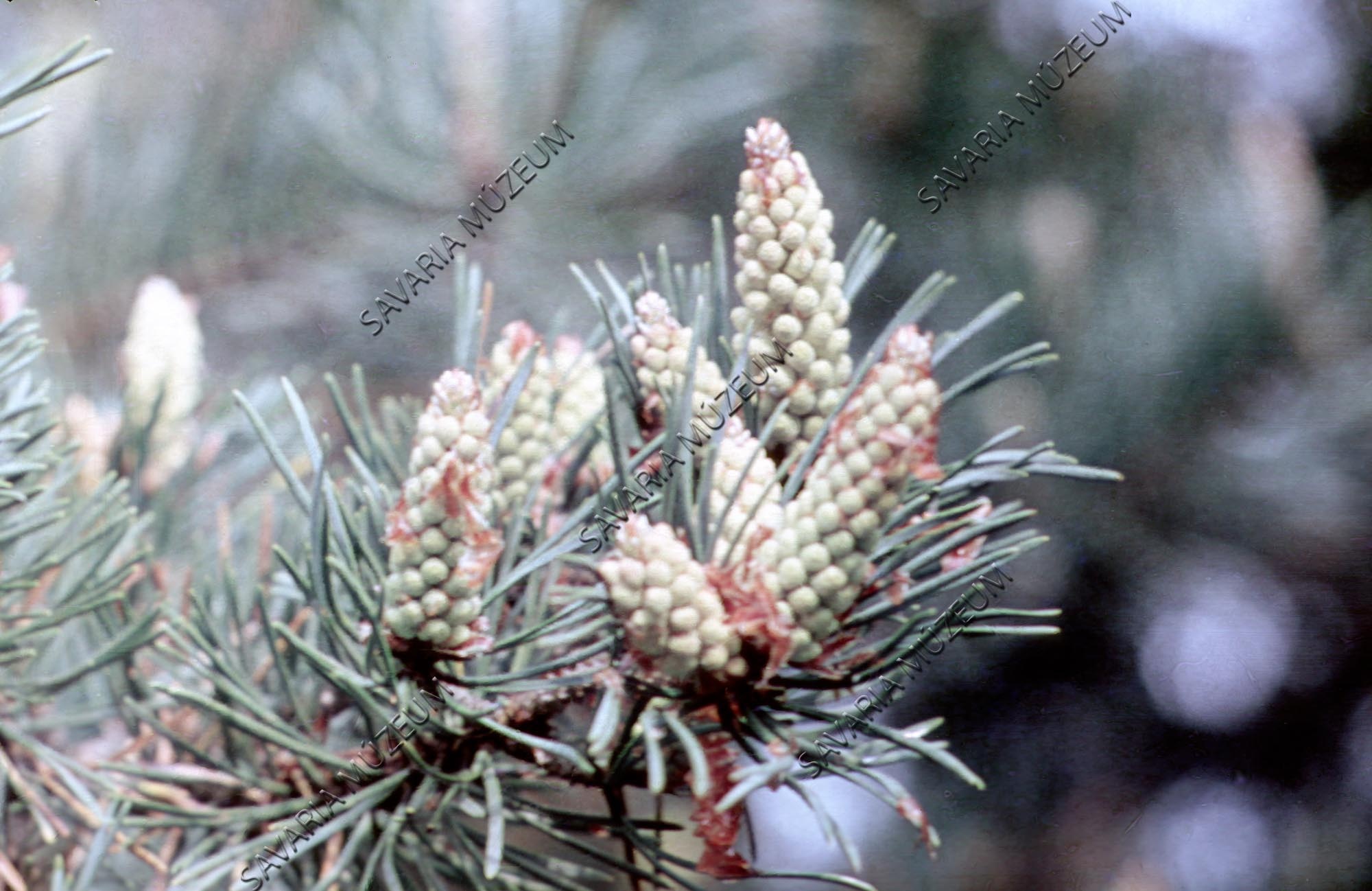 Pinus hím virágzat (Savaria Megyei Hatókörű Városi Múzeum, Szombathely CC BY-NC-SA)