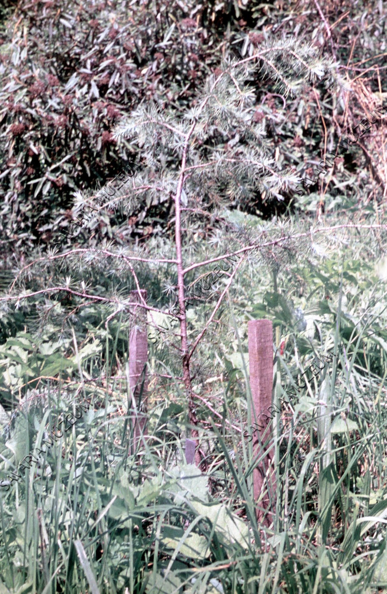 Cedrus deodara (Savaria Megyei Hatókörű Városi Múzeum, Szombathely CC BY-NC-SA)