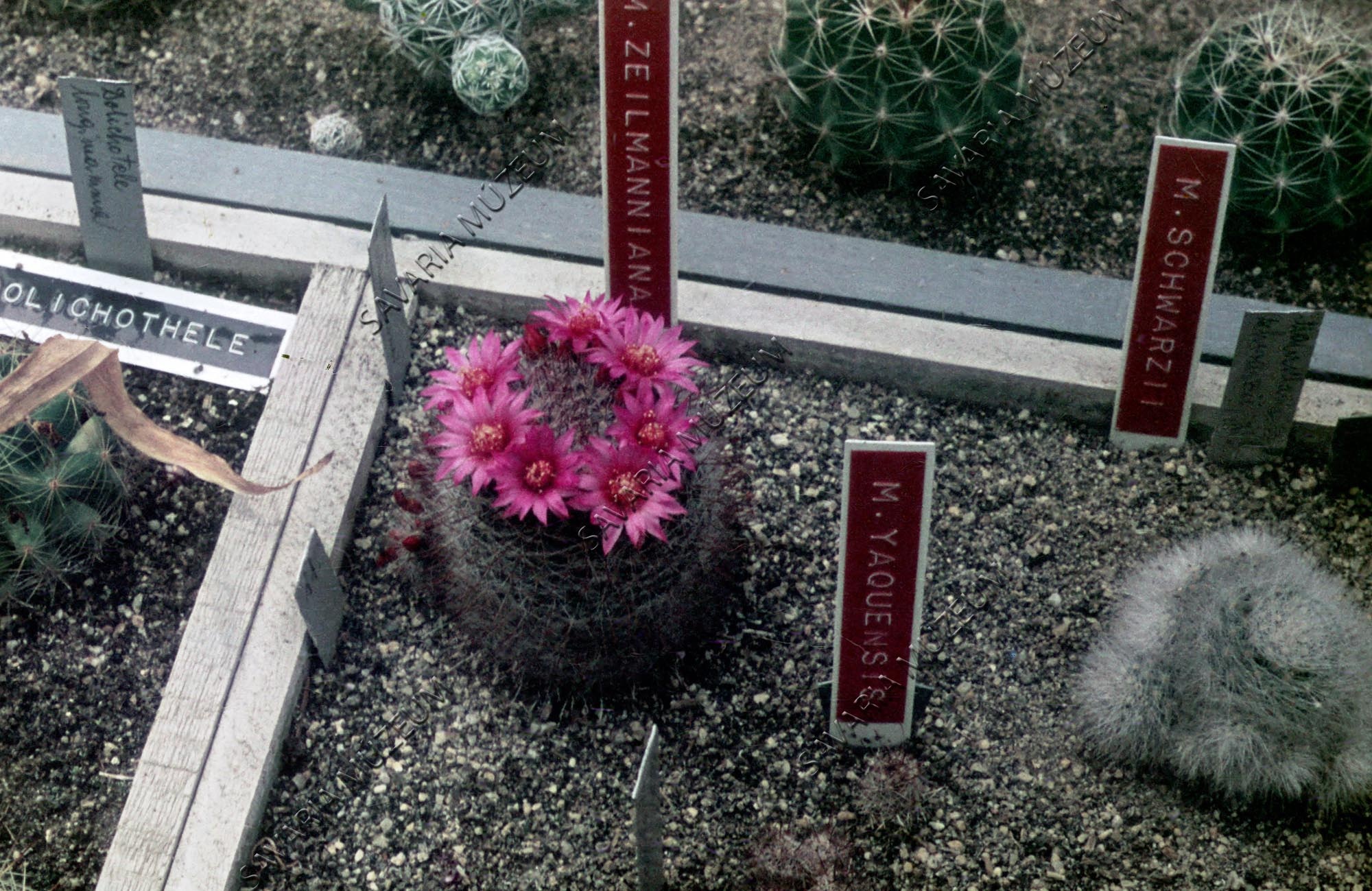 Virágzó kaktusz (Savaria Megyei Hatókörű Városi Múzeum, Szombathely CC BY-NC-SA)
