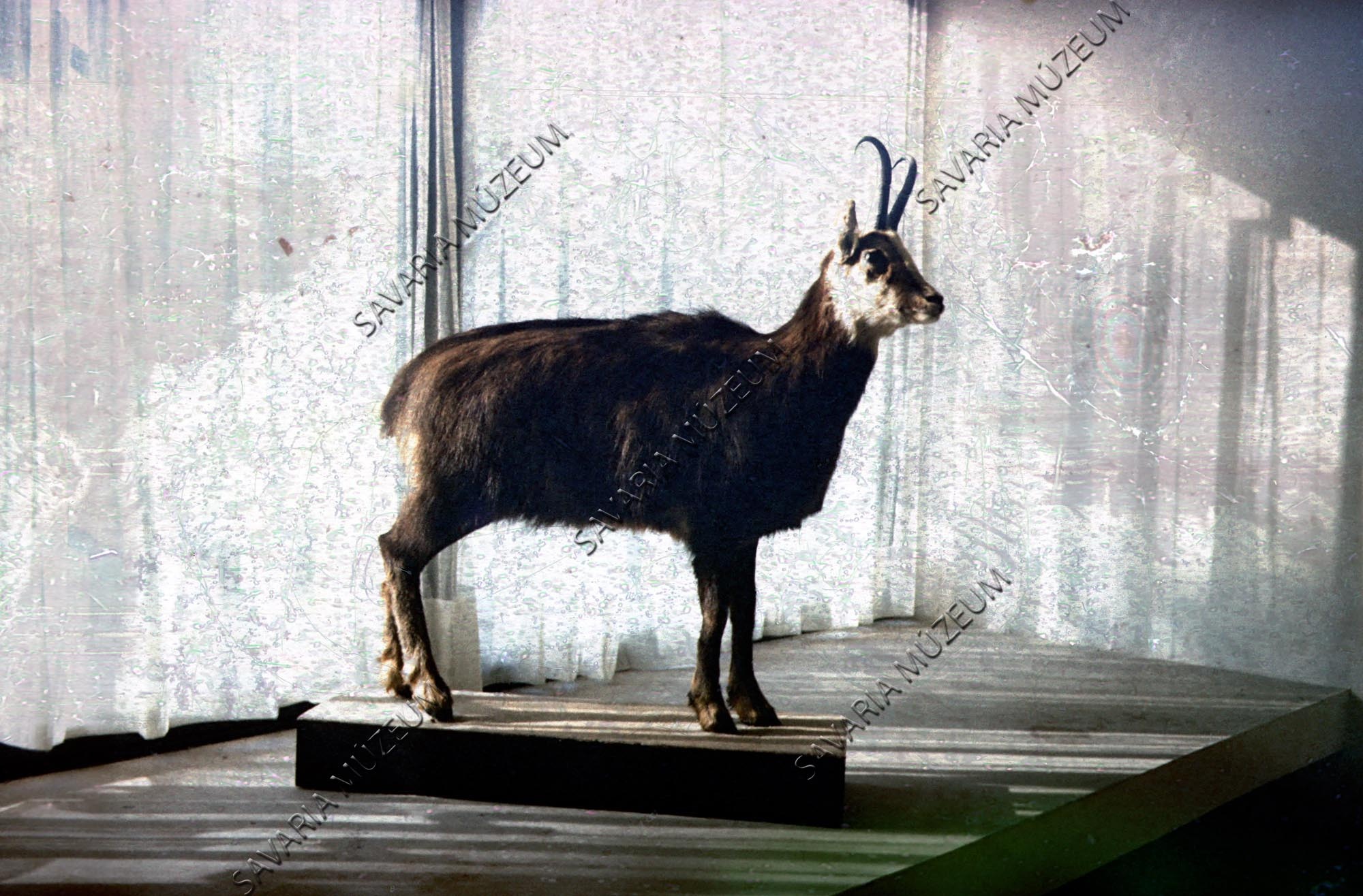 Zerge a kiállításban (Savaria Megyei Hatókörű Városi Múzeum, Szombathely CC BY-NC-SA)