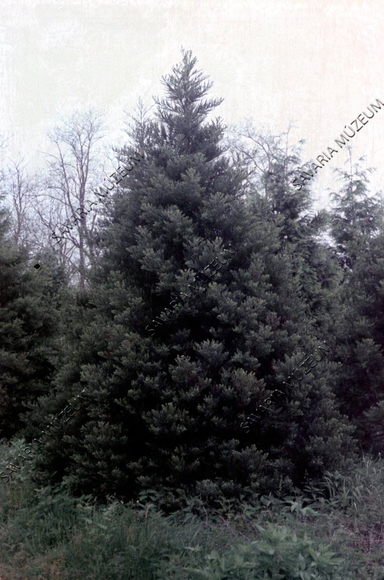 Sequoiadendron giganteum (Savaria Megyei Hatókörű Városi Múzeum, Szombathely CC BY-NC-SA)