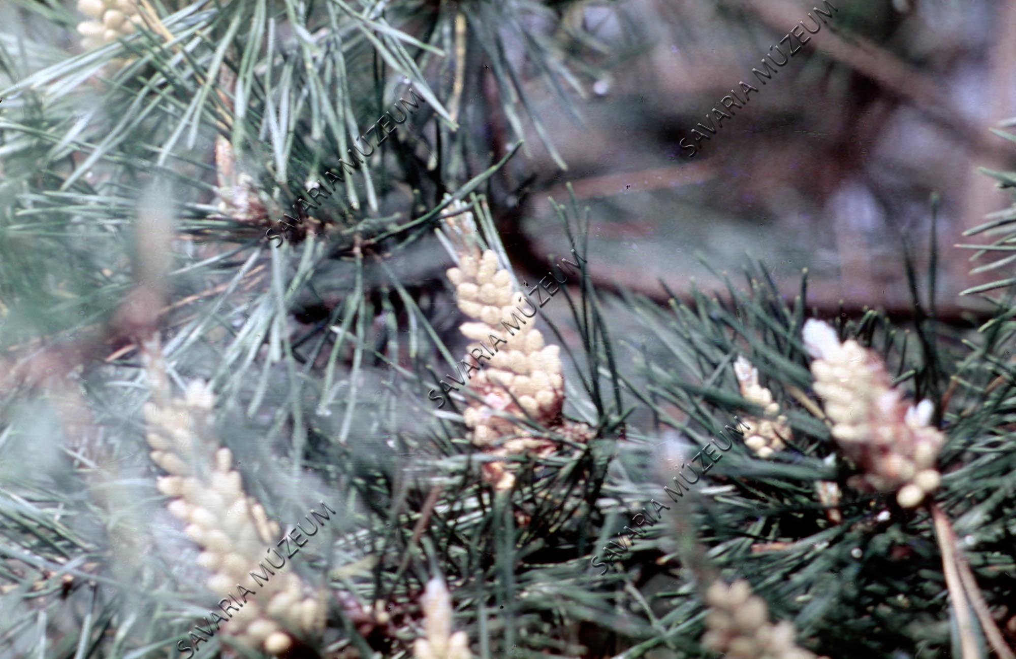 Pinus hím virágzat (Savaria Megyei Hatókörű Városi Múzeum, Szombathely CC BY-NC-SA)