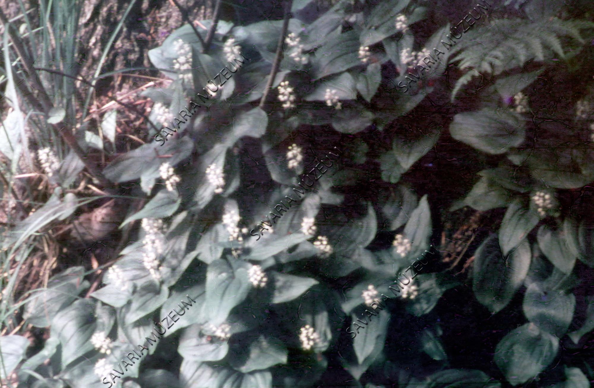 Majanthemum bifolium (Savaria Megyei Hatókörű Városi Múzeum, Szombathely CC BY-NC-SA)