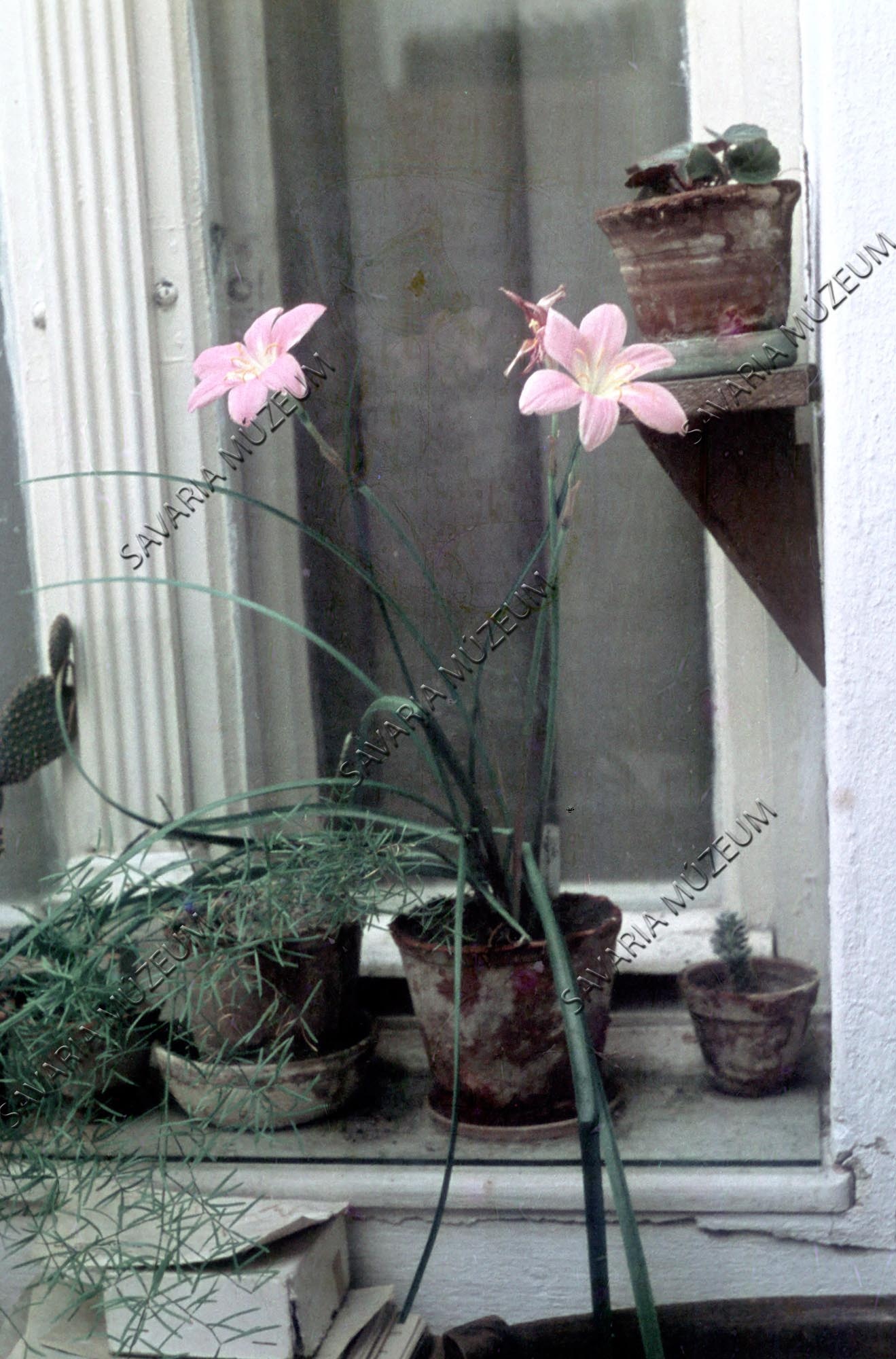 Zephiranthes (Savaria Megyei Hatókörű Városi Múzeum, Szombathely CC BY-NC-SA)