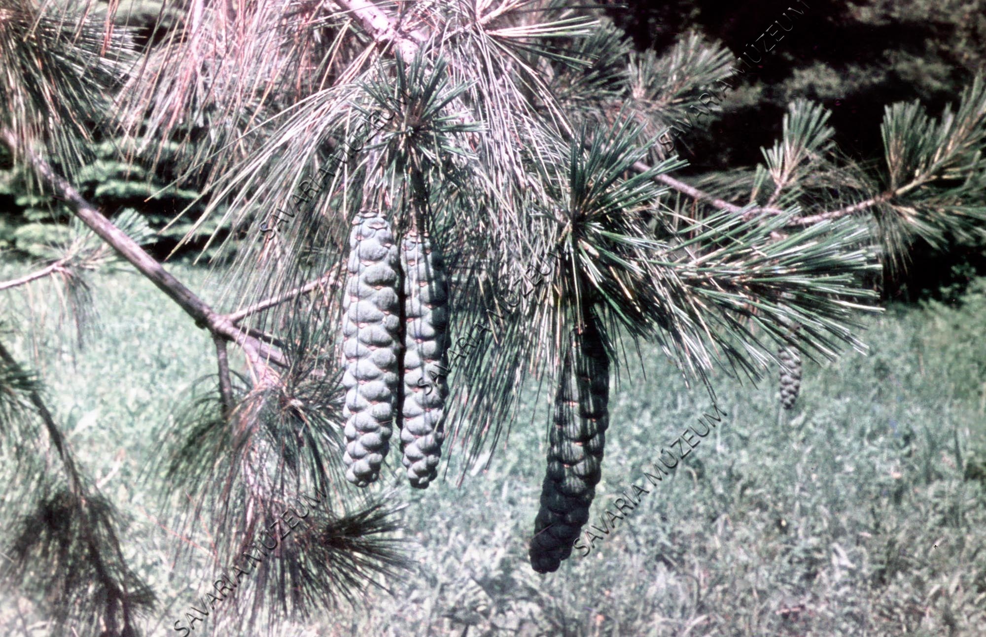 Pinus griffithi (Savaria Megyei Hatókörű Városi Múzeum, Szombathely CC BY-NC-SA)