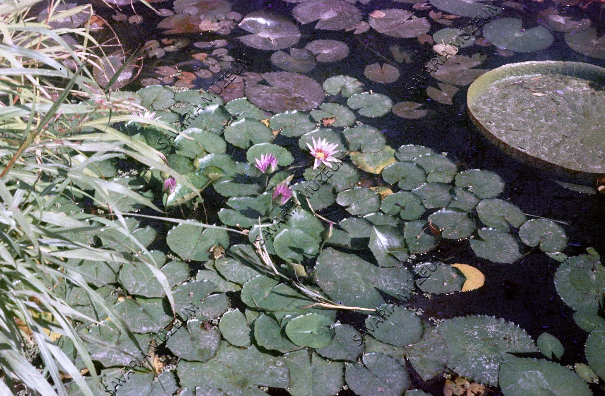 Virágzó Nymphaea (Savaria Megyei Hatókörű Városi Múzeum, Szombathely CC BY-NC-SA)