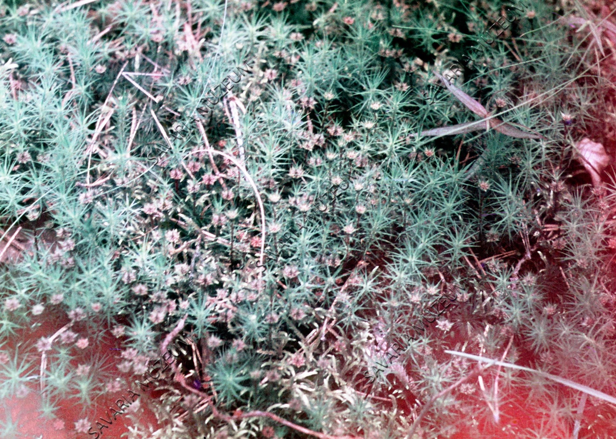 Spórás mohatelep (Savaria Megyei Hatókörű Városi Múzeum, Szombathely CC BY-NC-SA)
