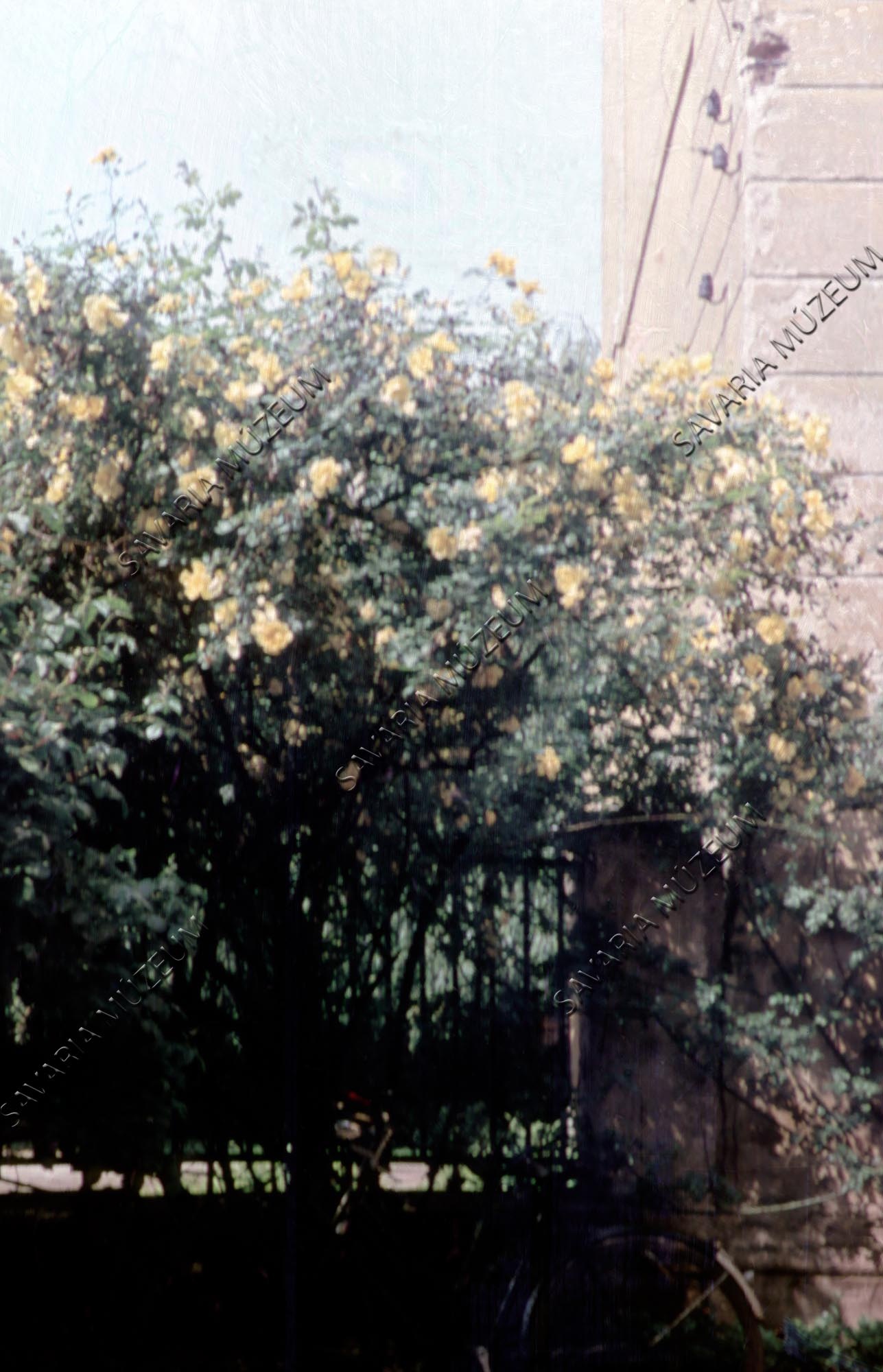 Sárga rózsa a Múzeum kerítésénél (Savaria Megyei Hatókörű Városi Múzeum, Szombathely CC BY-NC-SA)