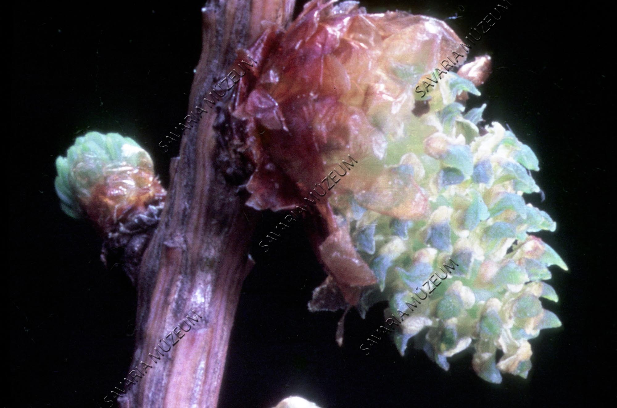 Larix leptolepis ♂ virágzat (Savaria Megyei Hatókörű Városi Múzeum, Szombathely CC BY-NC-SA)