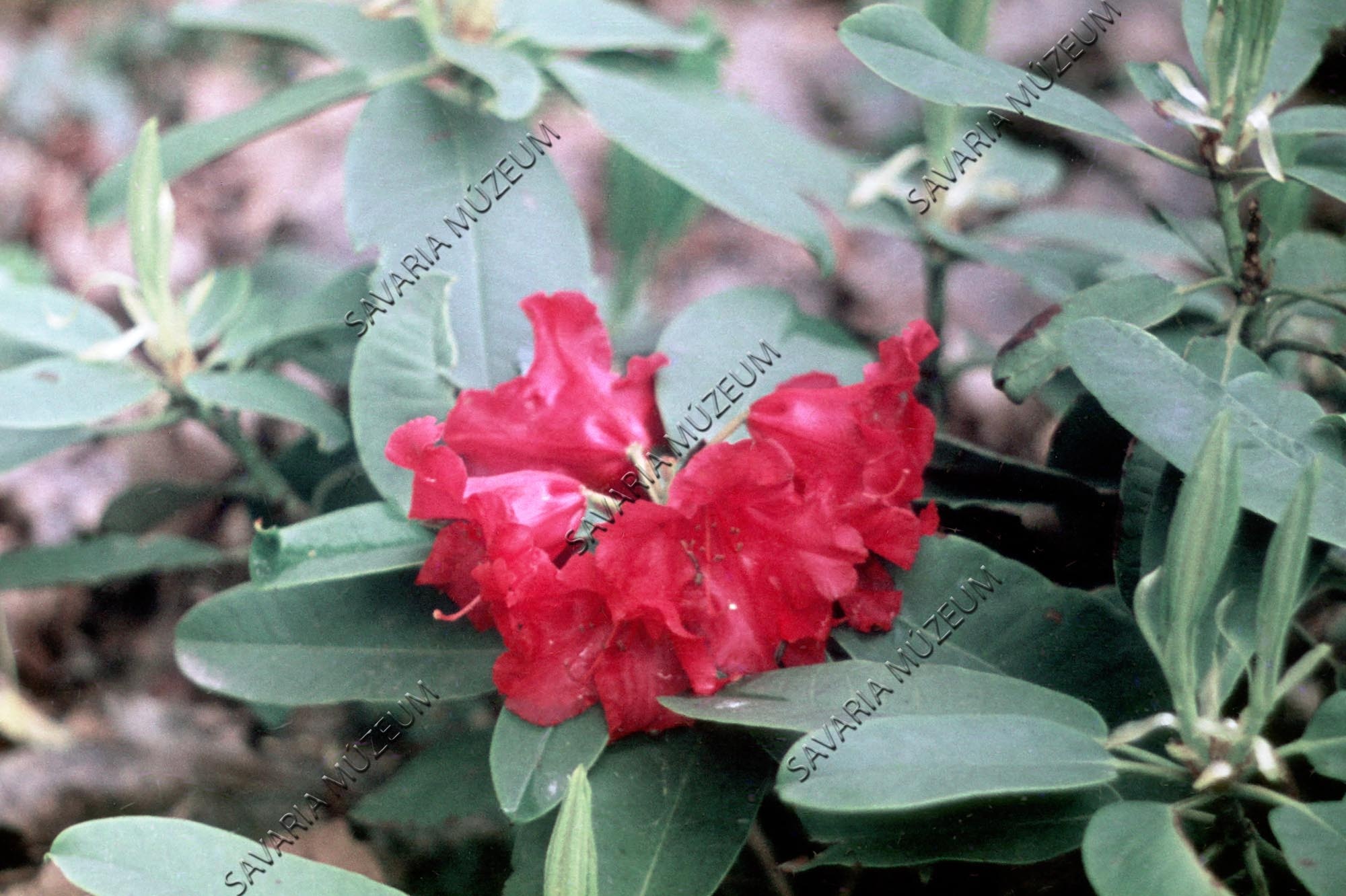 Rhododendron (Savaria Megyei Hatókörű Városi Múzeum, Szombathely CC BY-NC-SA)