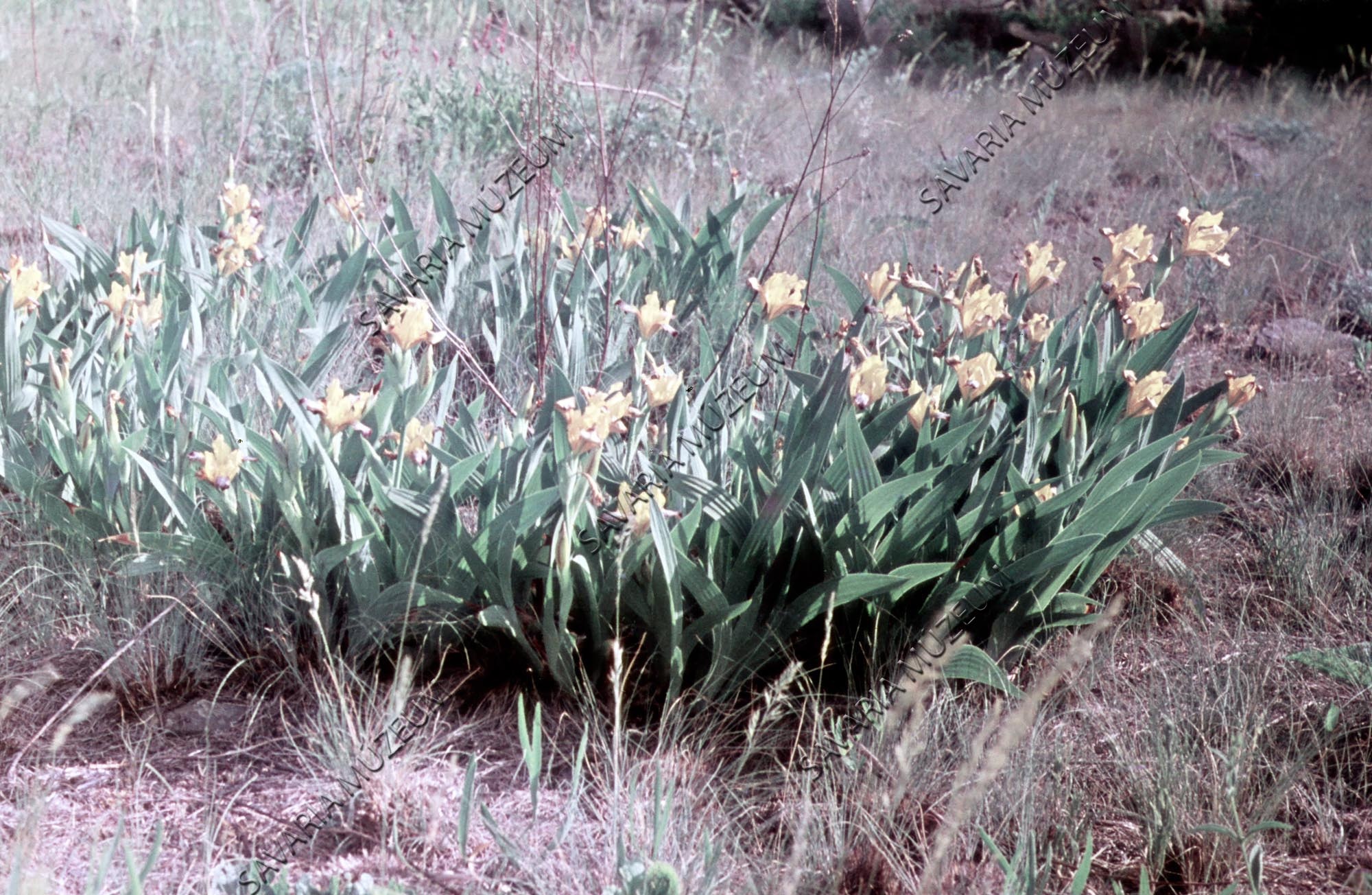 Iris variegata telep (Savaria Megyei Hatókörű Városi Múzeum, Szombathely CC BY-NC-SA)