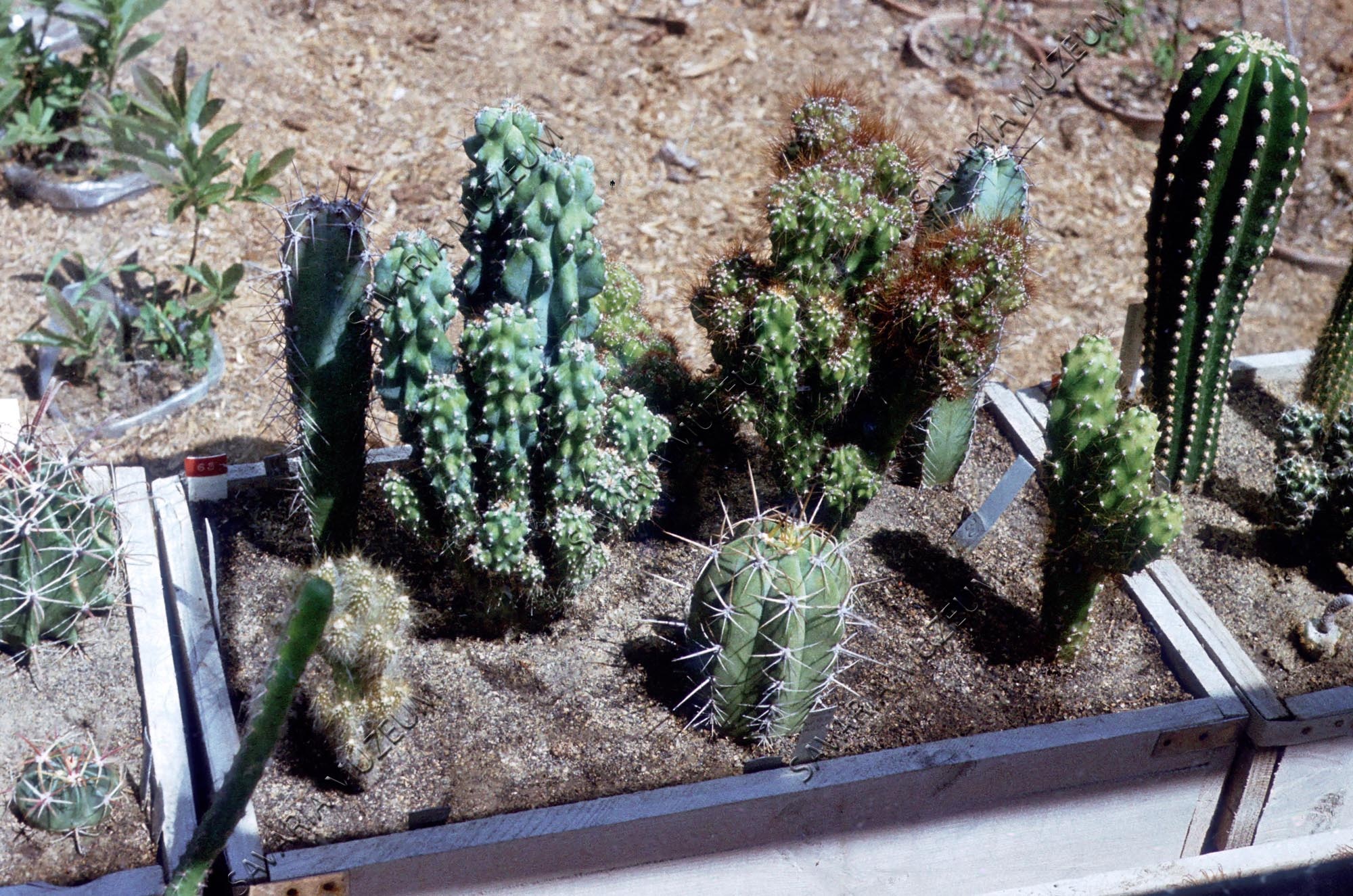 Kaktuszok (Savaria Megyei Hatókörű Városi Múzeum, Szombathely CC BY-NC-SA)