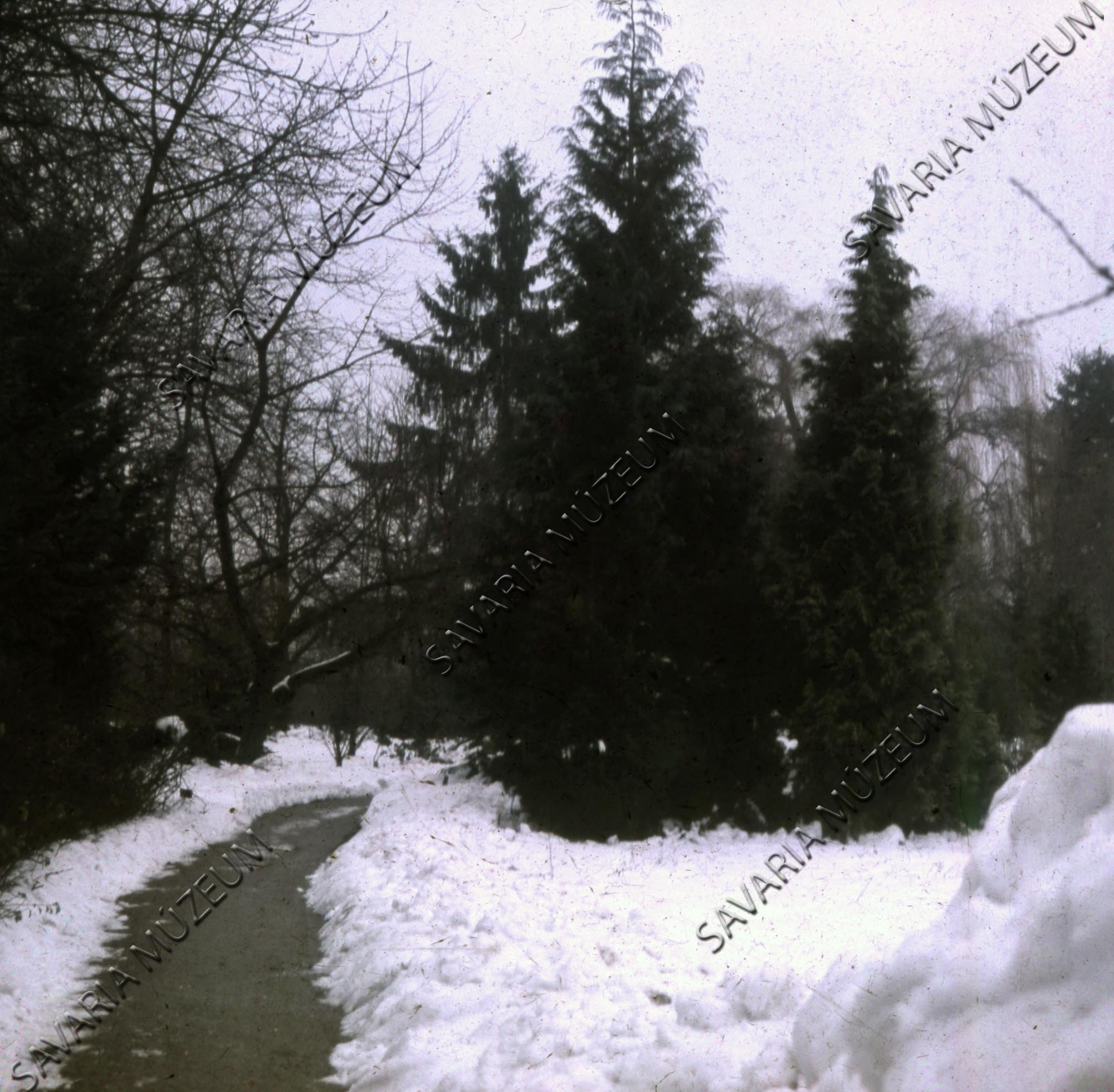 Arborétum téli részlet (Savaria Megyei Hatókörű Városi Múzeum, Szombathely CC BY-NC-SA)