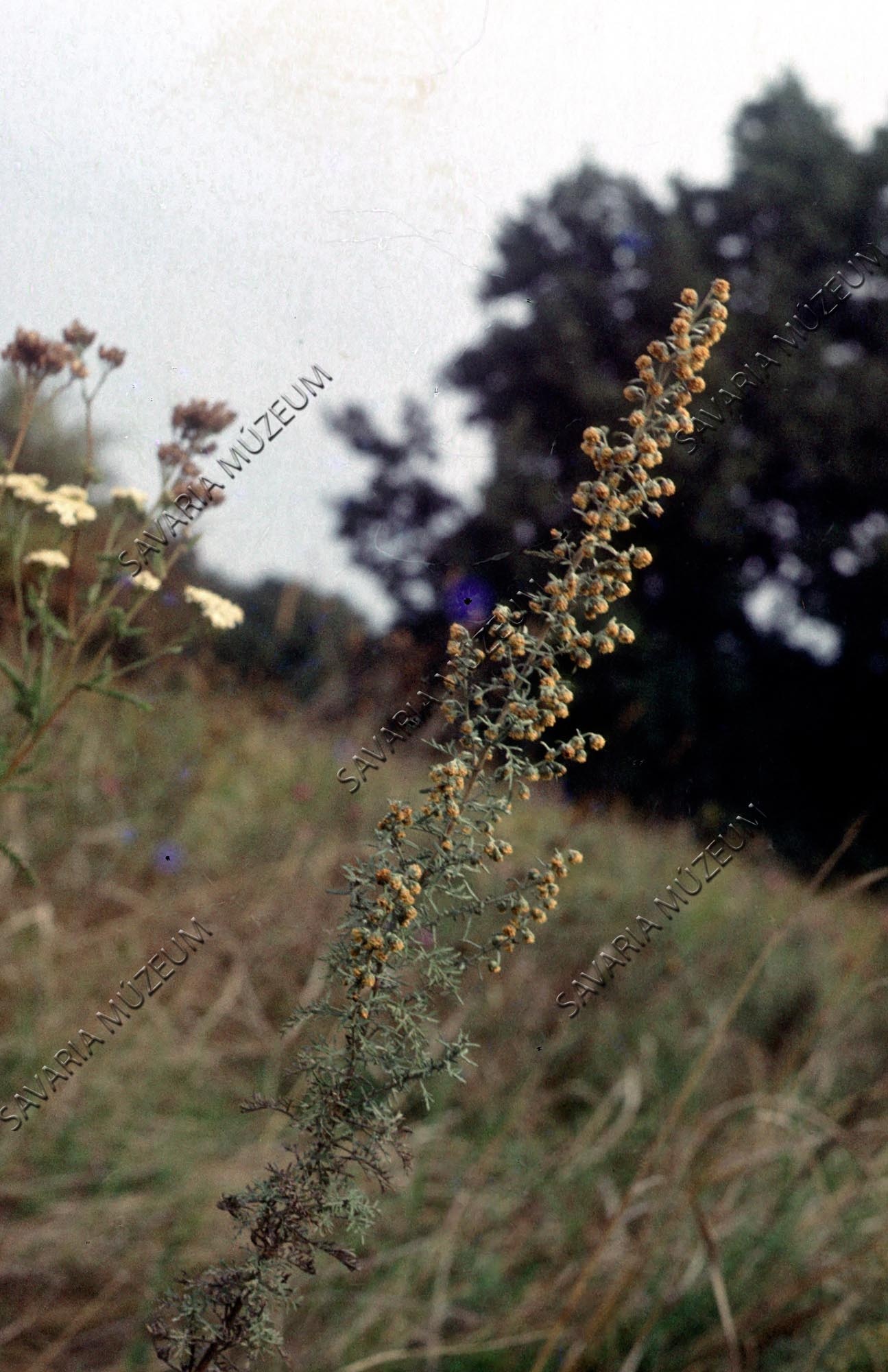 Artemisia pontica (Savaria Megyei Hatókörű Városi Múzeum, Szombathely CC BY-NC-SA)