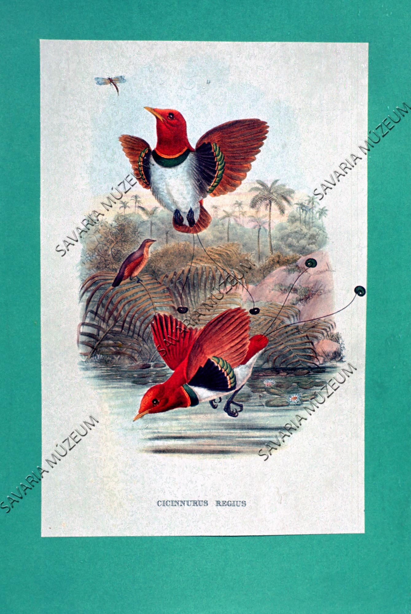 Paradicsom madarak V. J. Gould munkájából (Savaria Megyei Hatókörű Városi Múzeum, Szombathely CC BY-NC-SA)