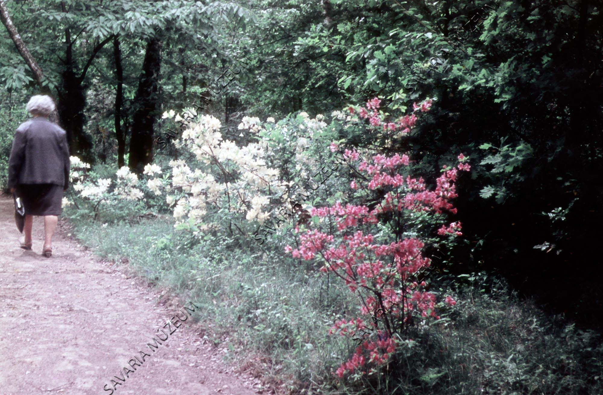 Rhododendron ponticum és kämpferii (Savaria Megyei Hatókörű Városi Múzeum, Szombathely CC BY-NC-SA)