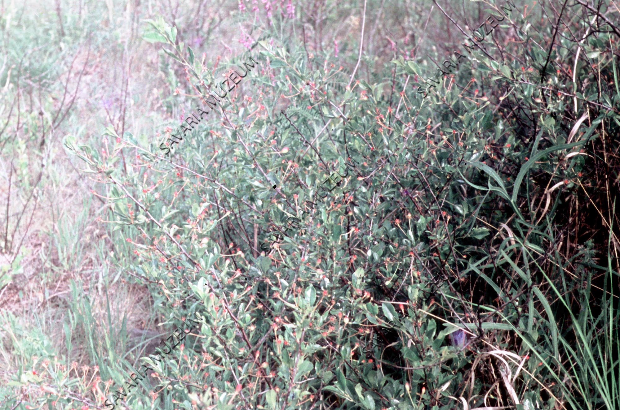 Cerasus fruticosa (Savaria Megyei Hatókörű Városi Múzeum, Szombathely CC BY-NC-SA)