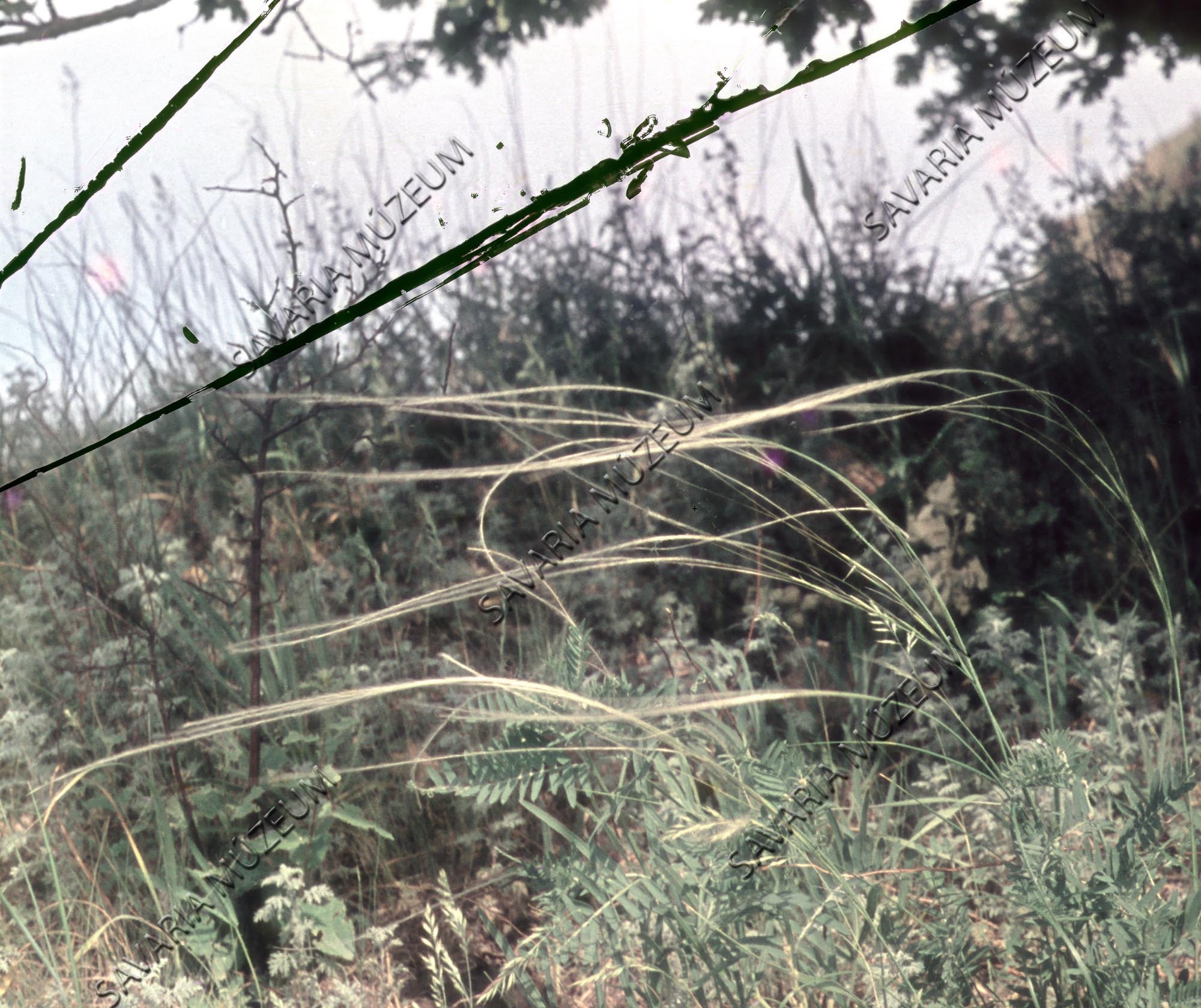 Stipa stenophylla (Savaria Megyei Hatókörű Városi Múzeum, Szombathely CC BY-NC-SA)