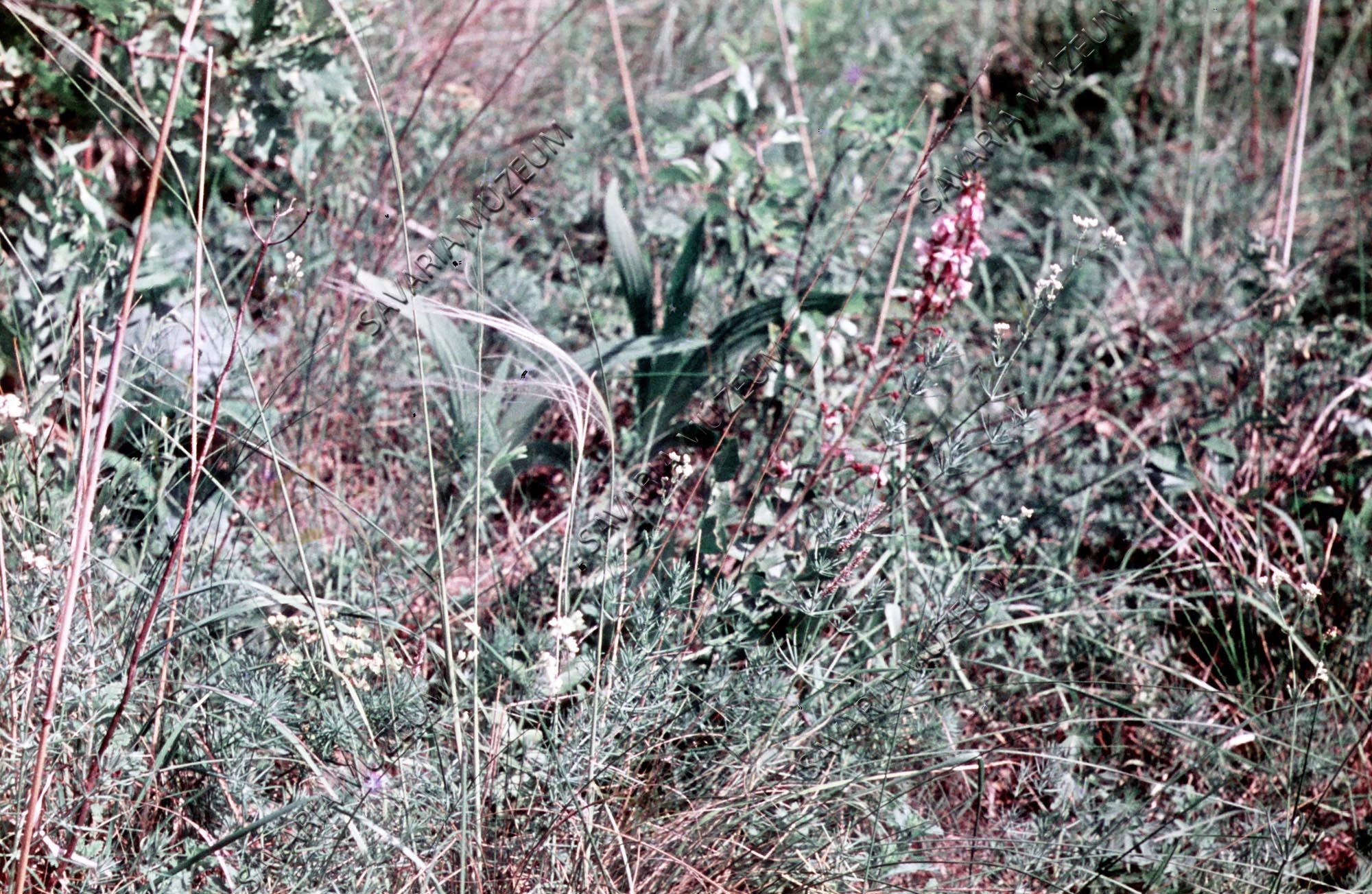 Stipa, Iris, Dictamnus (Savaria Megyei Hatókörű Városi Múzeum, Szombathely CC BY-NC-SA)