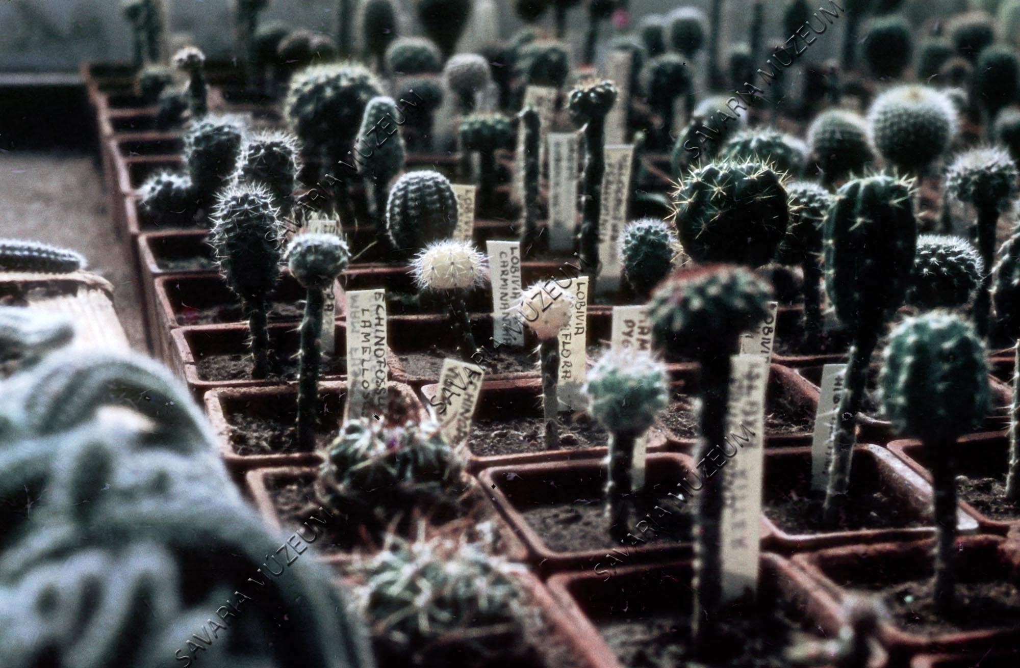 Botanikus kert üvegházában (Savaria Megyei Hatókörű Városi Múzeum, Szombathely CC BY-NC-SA)