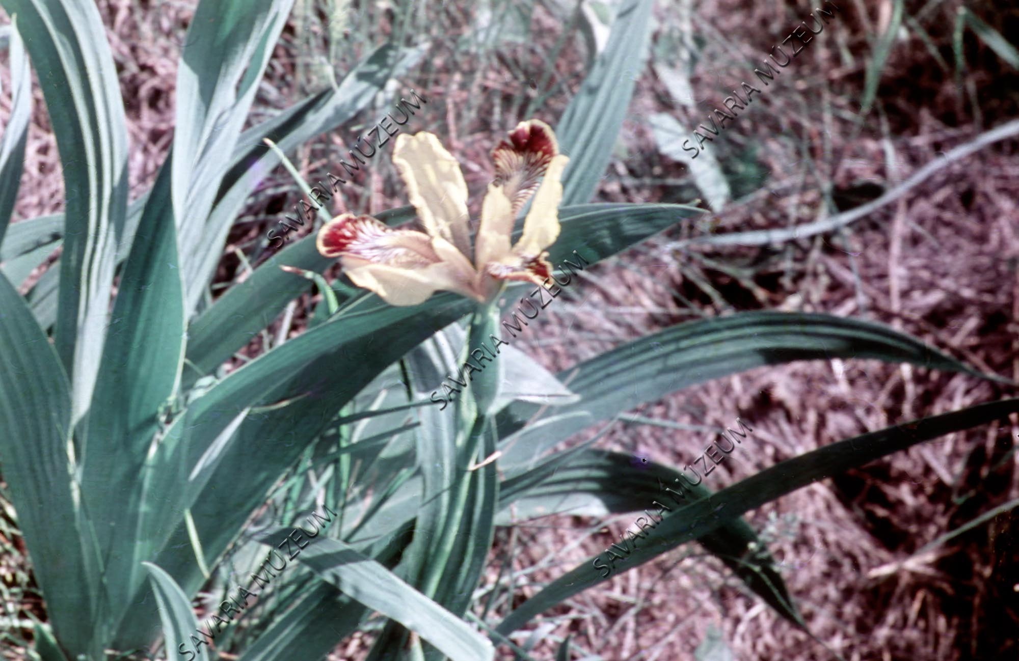 Iris variegata (Savaria Megyei Hatókörű Városi Múzeum, Szombathely CC BY-NC-SA)