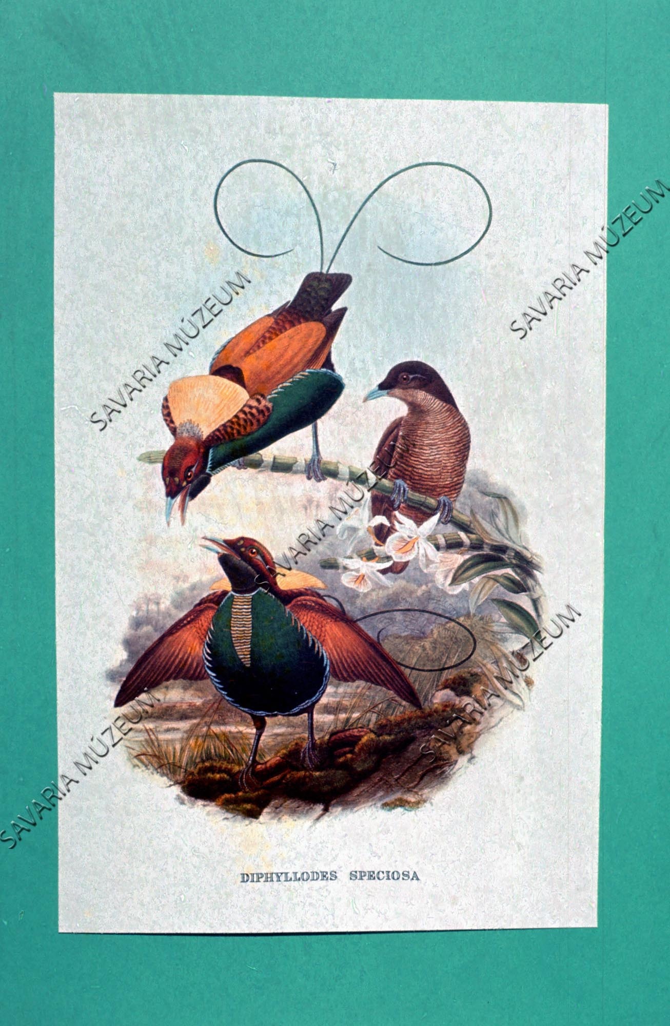Paradicsom madarak V. J. Gould munkájából (Savaria Megyei Hatókörű Városi Múzeum, Szombathely CC BY-NC-SA)